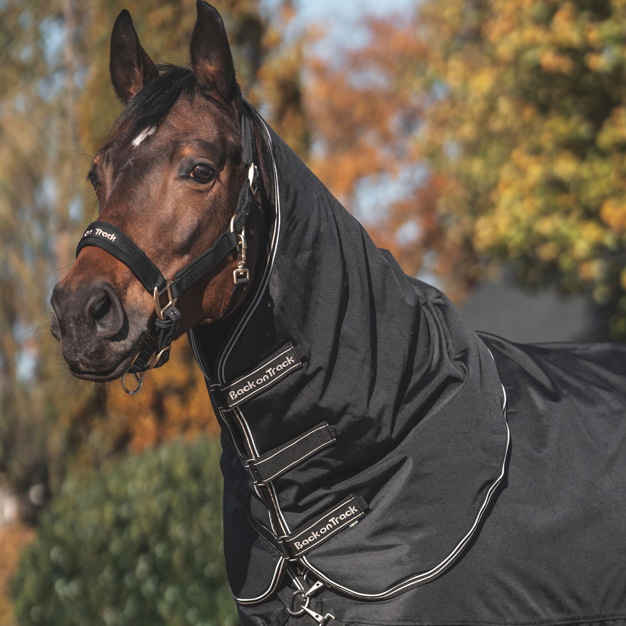 "Obsidian" Turnout Rug with Neck Cover