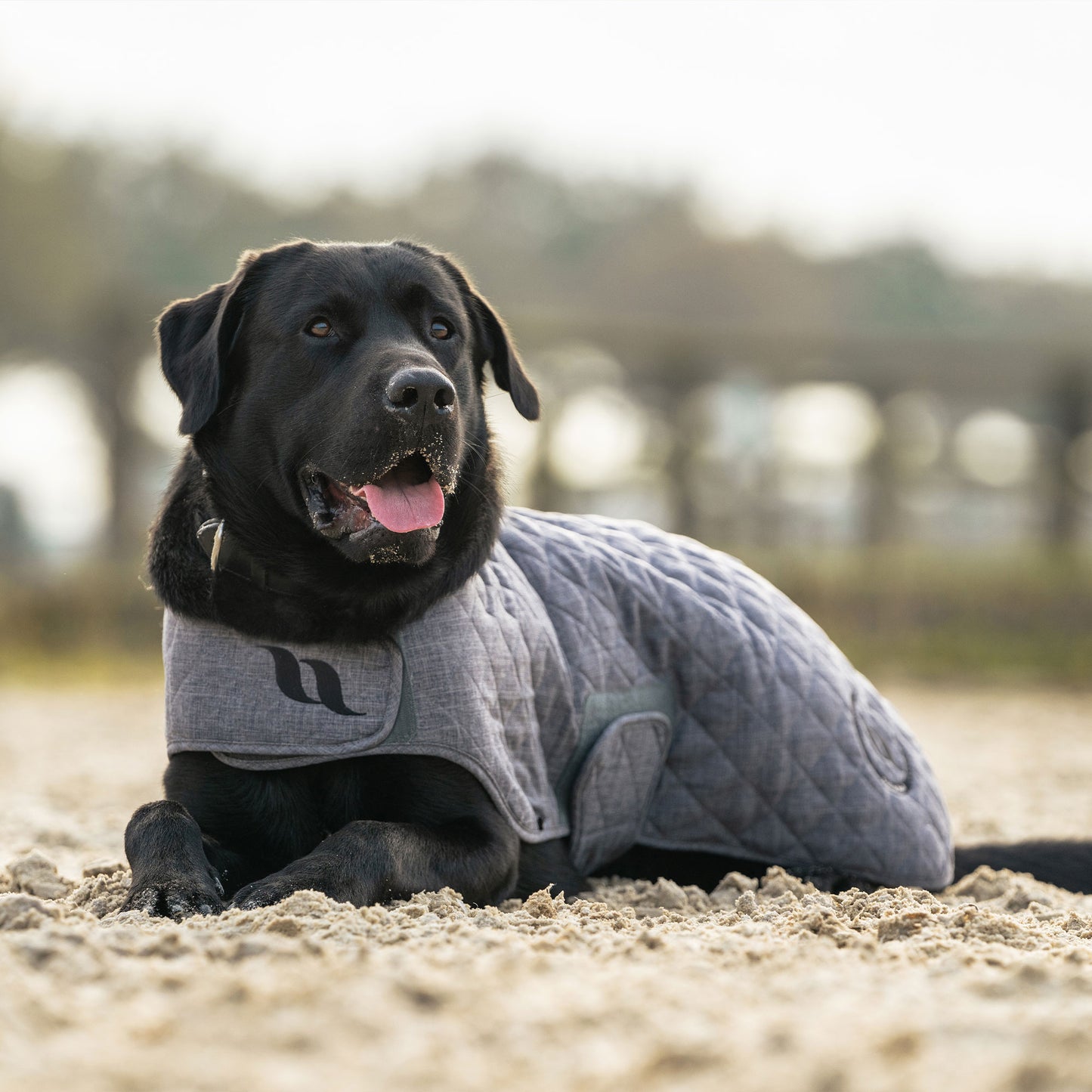 Haze Collection Dog Coat
