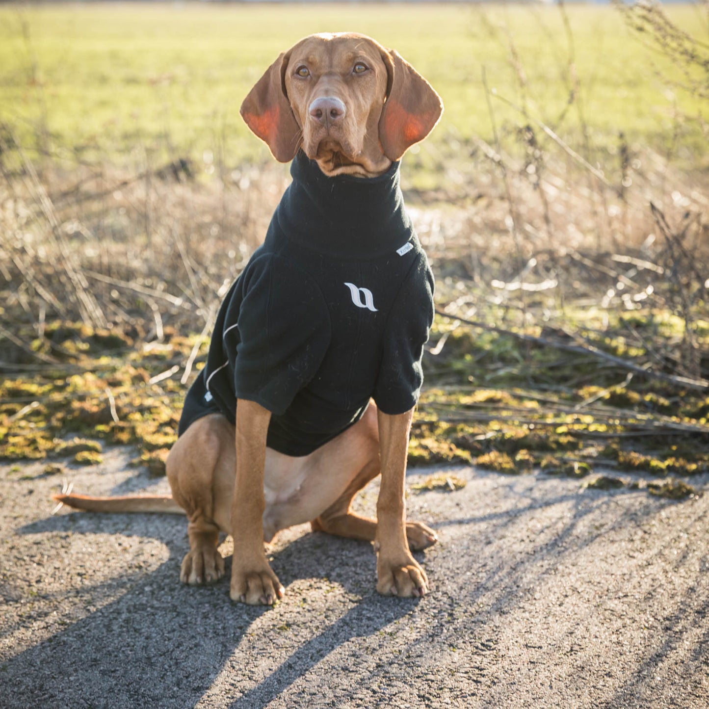 Cassie Dog Jumper