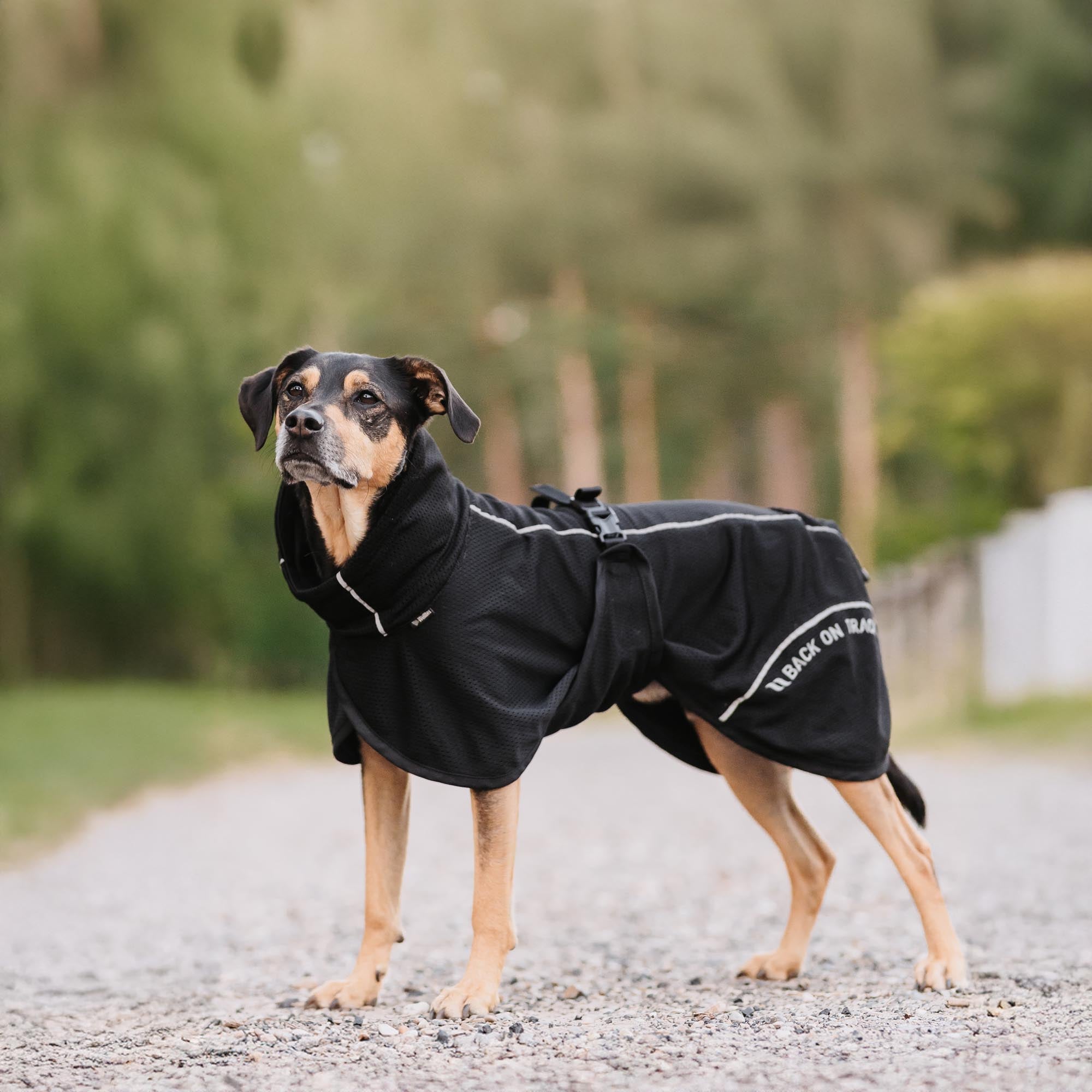 BAY Mesh dog coat - High set tail