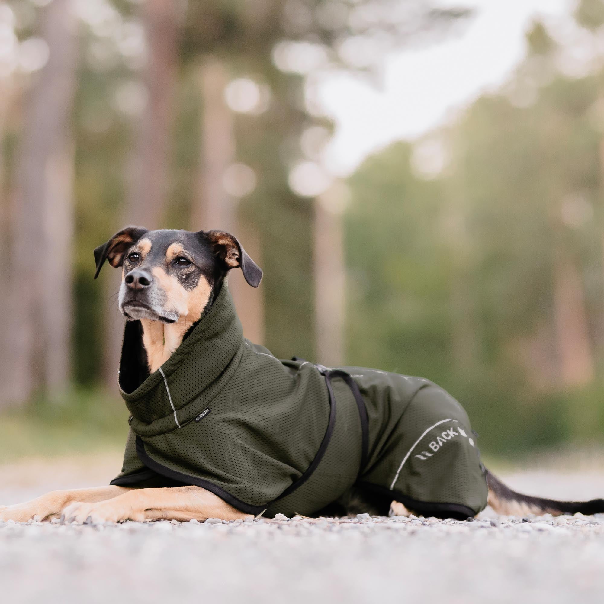 BAY Mesh dog coat - High set tail