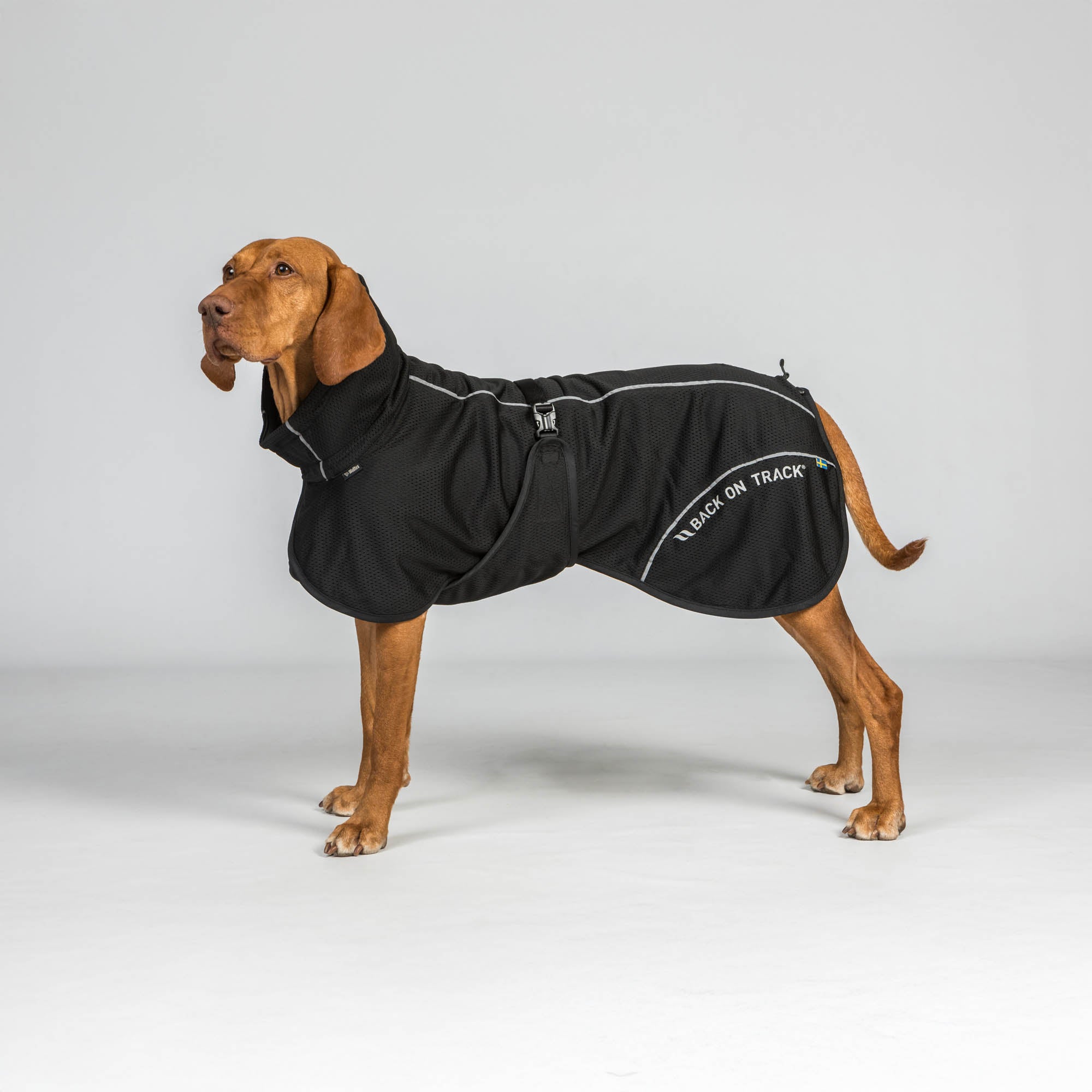 BAY Mesh dog coat - High set tail