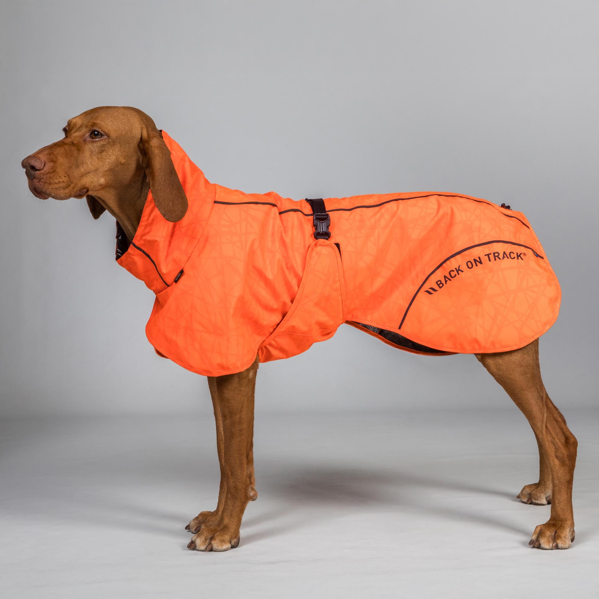 BAY Rain dog coat - High set tail