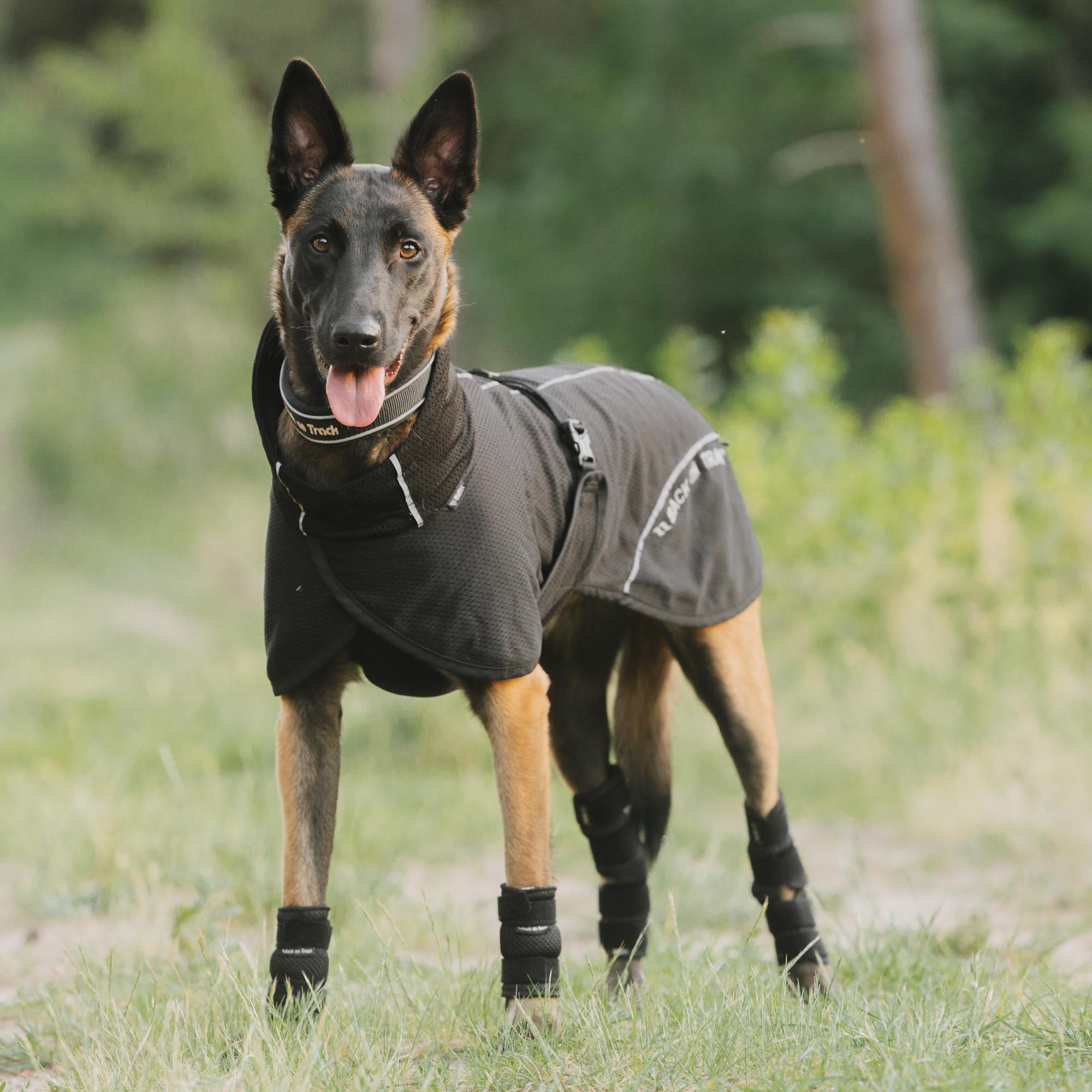 BAY Mesh dog coat - Low set tail