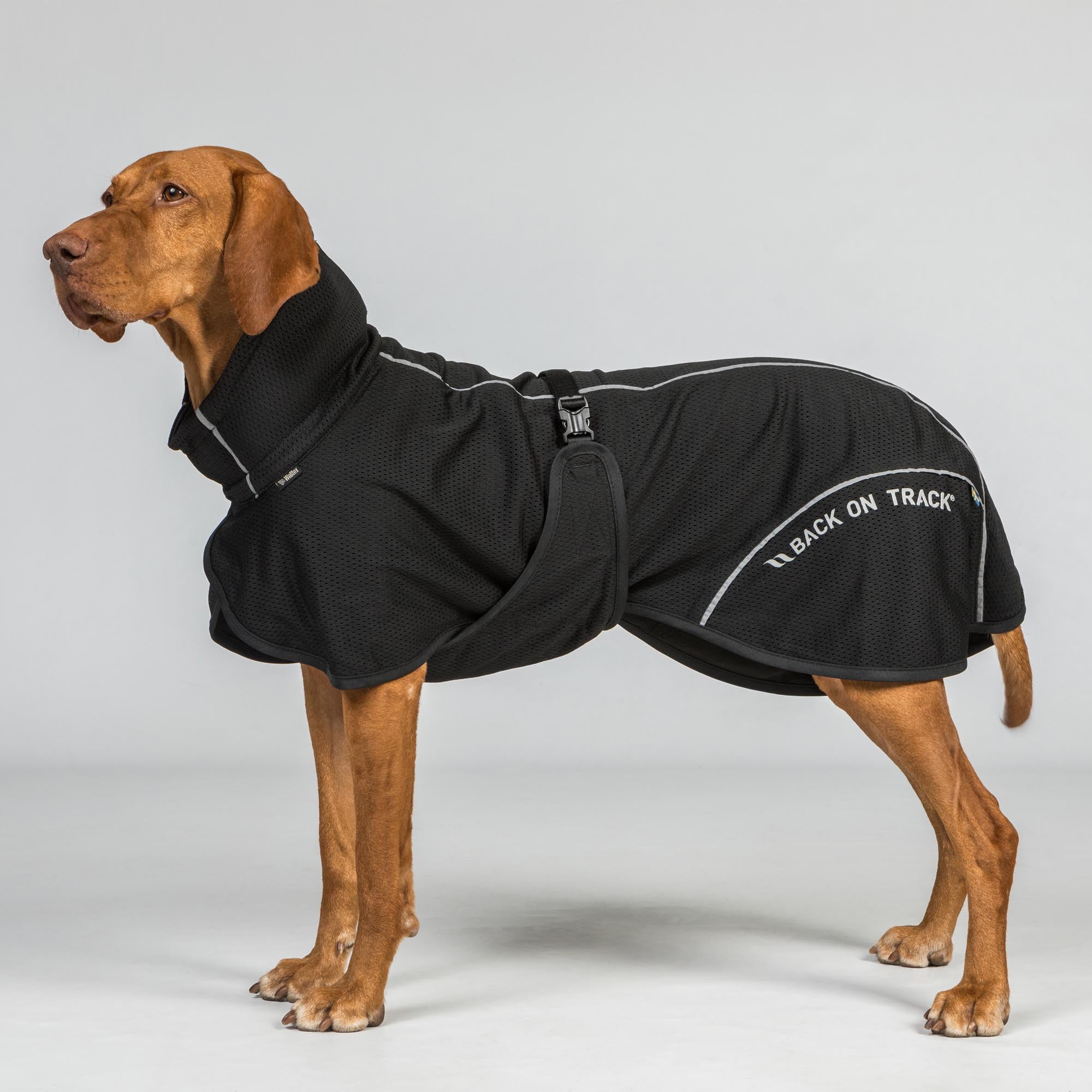 BAY Mesh dog coat - Low set tail