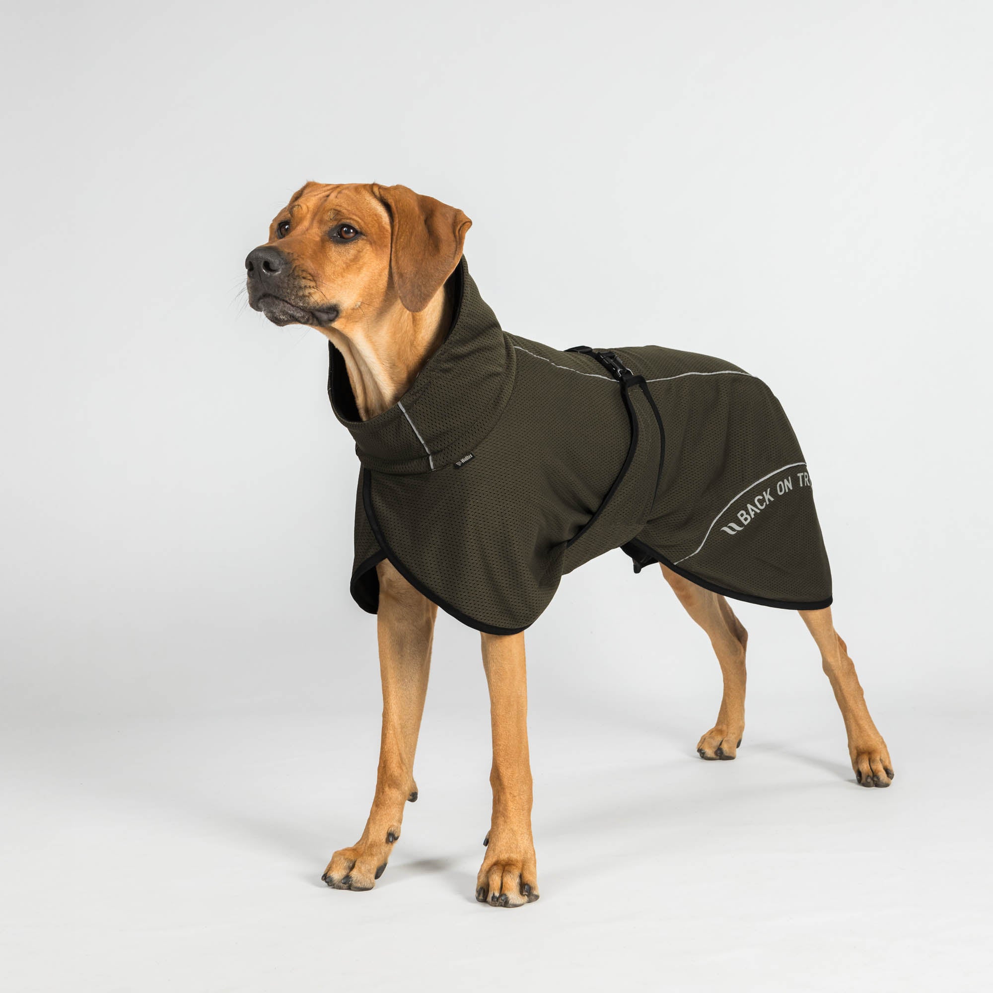 BAY Mesh dog coat - Low set tail