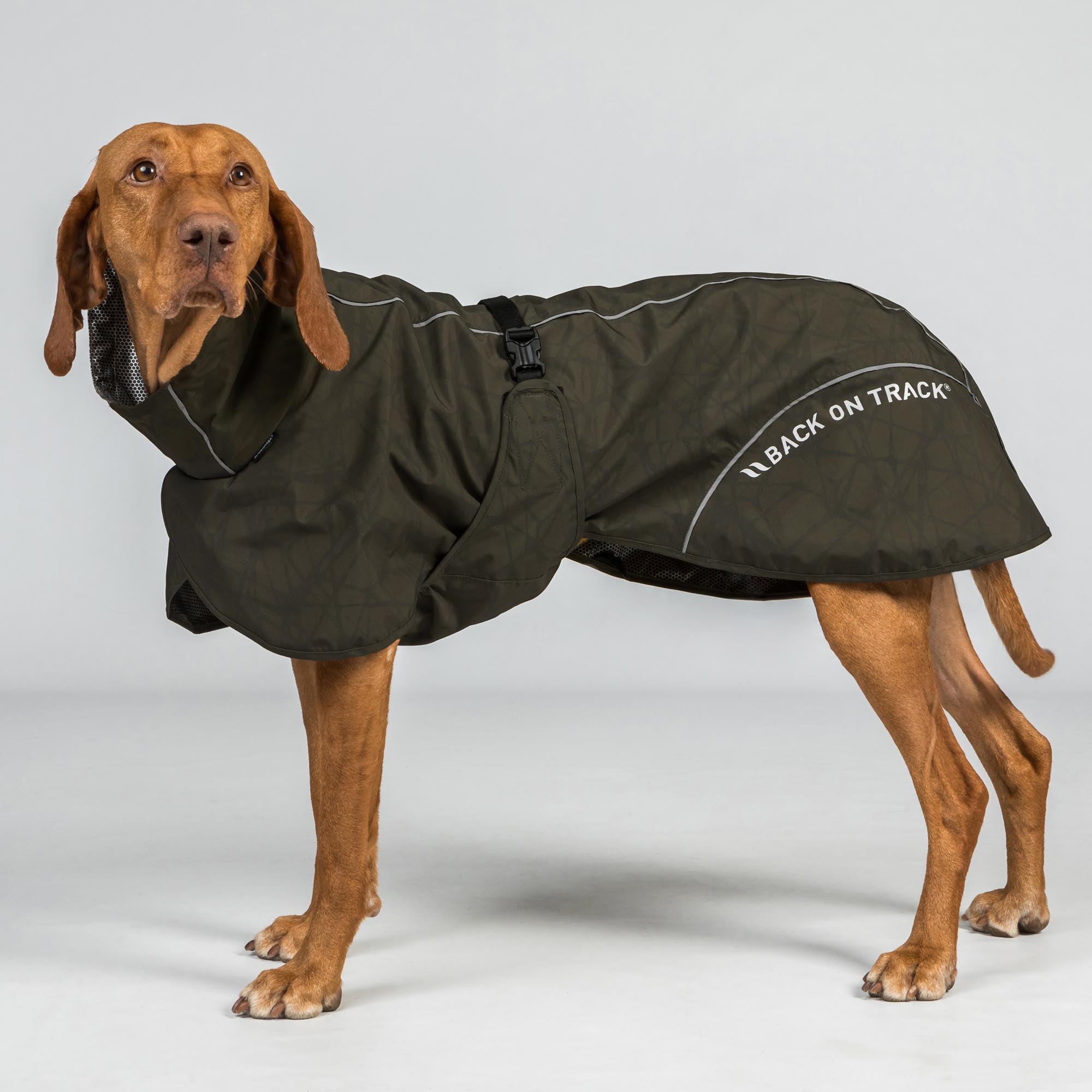 BAY Rain Dog Coat - Low set tail