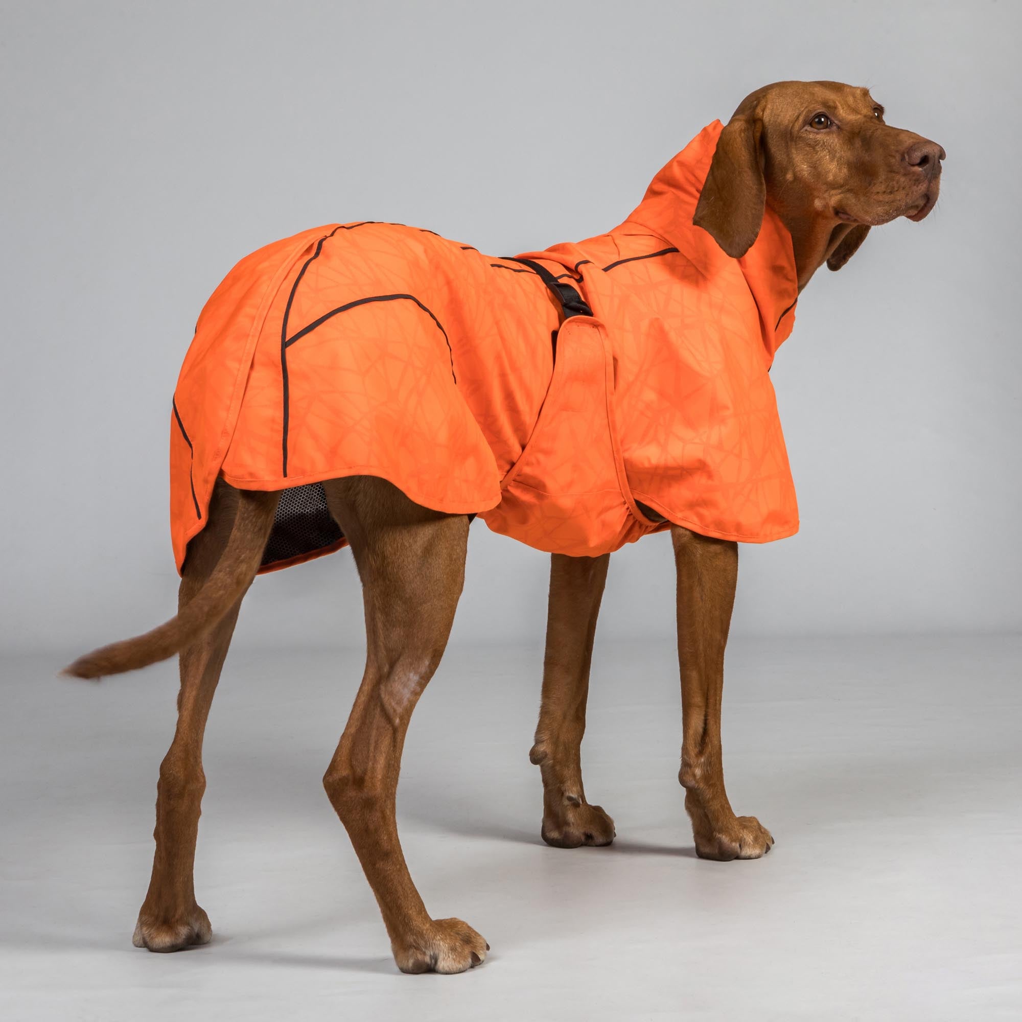 BAY Rain Dog Coat - Low set tail