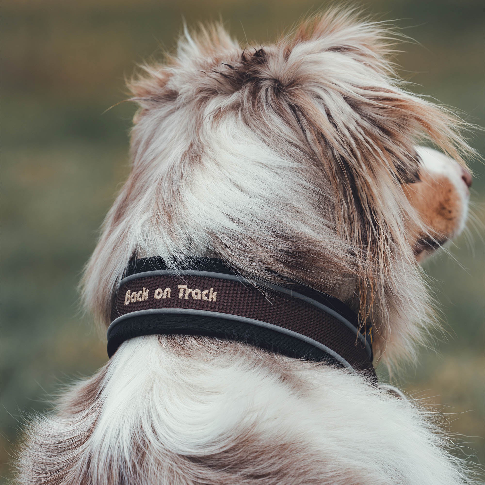 "Charlie" Dog Collar