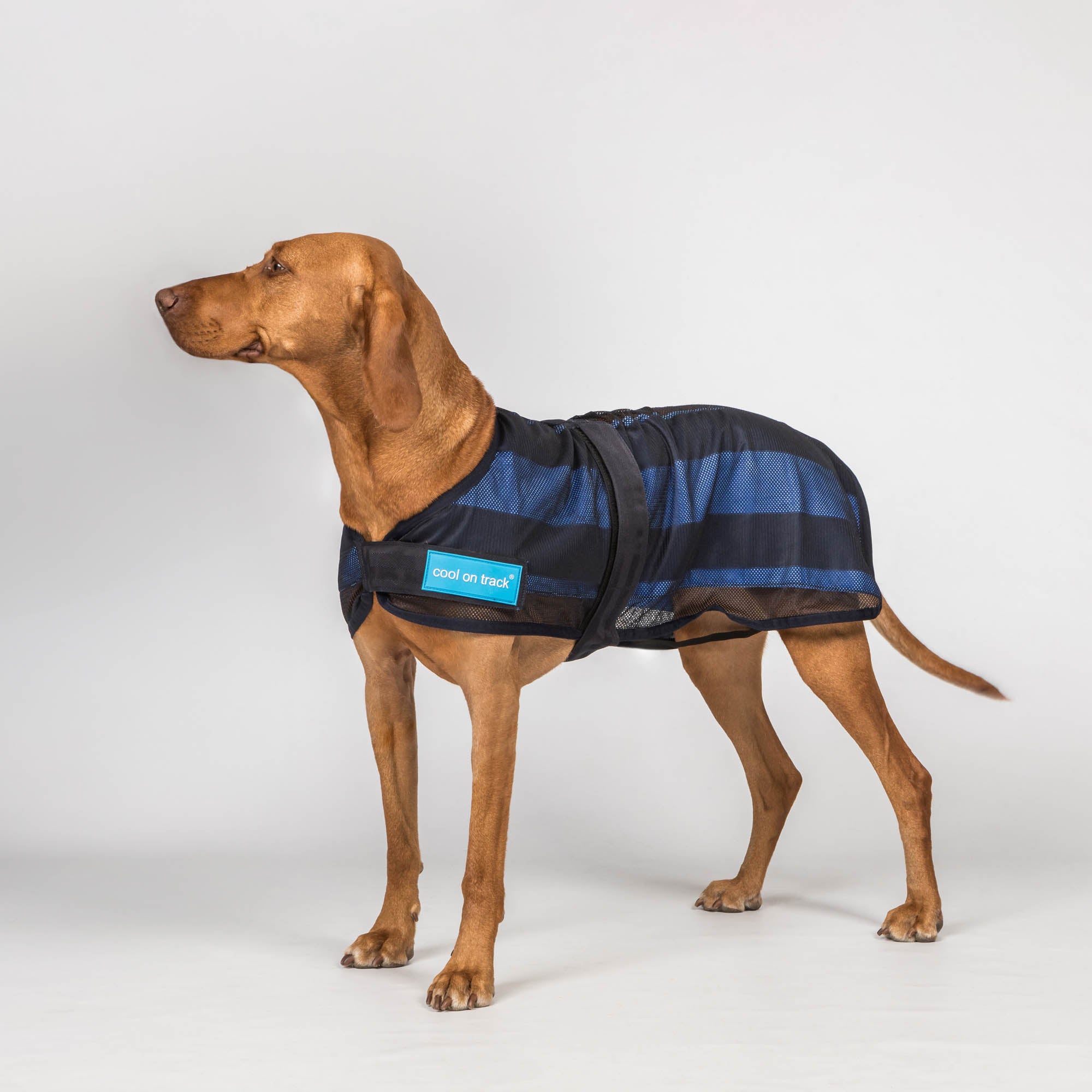 Cool on Track Dog Coat 2.0