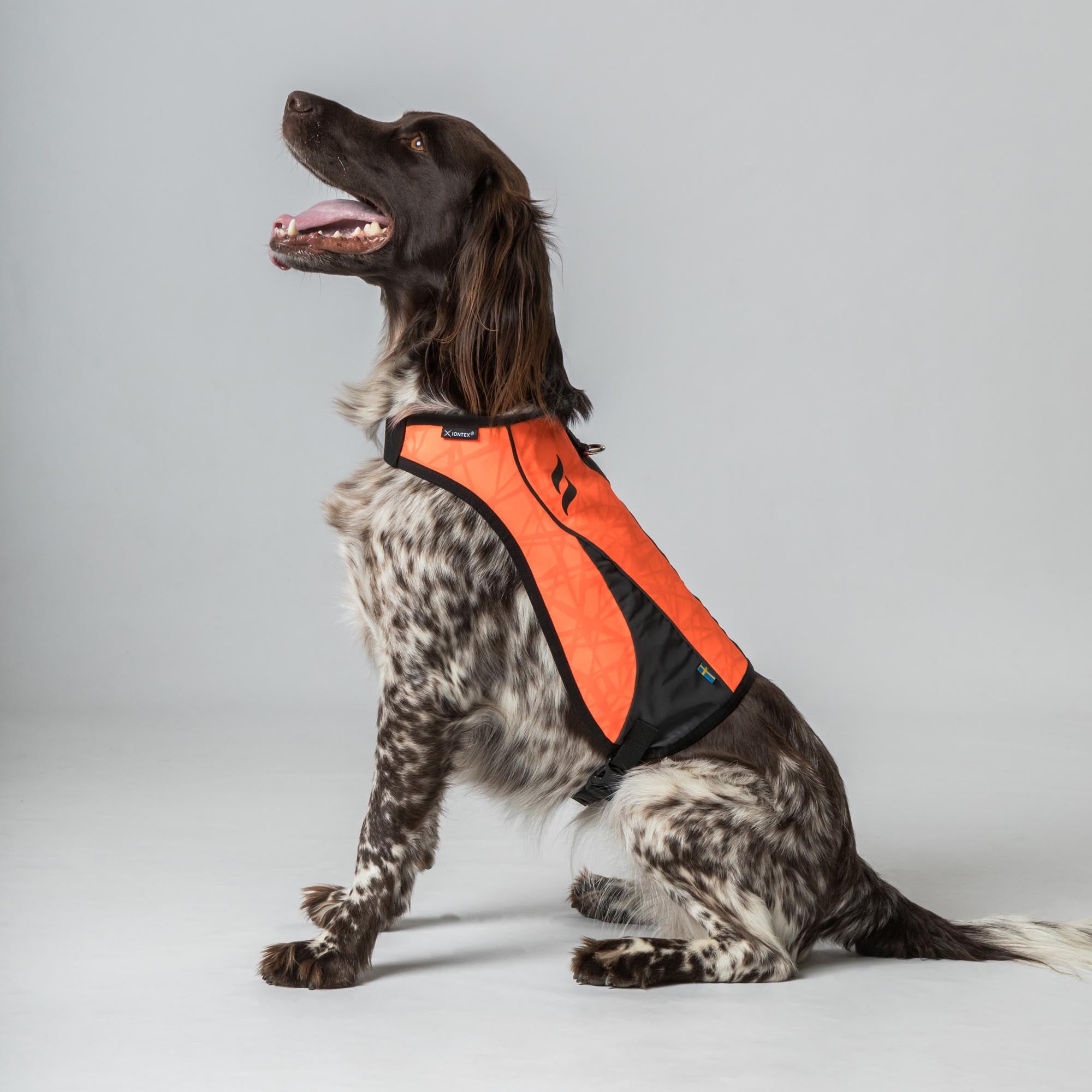 POINT Visibility Dog Vest