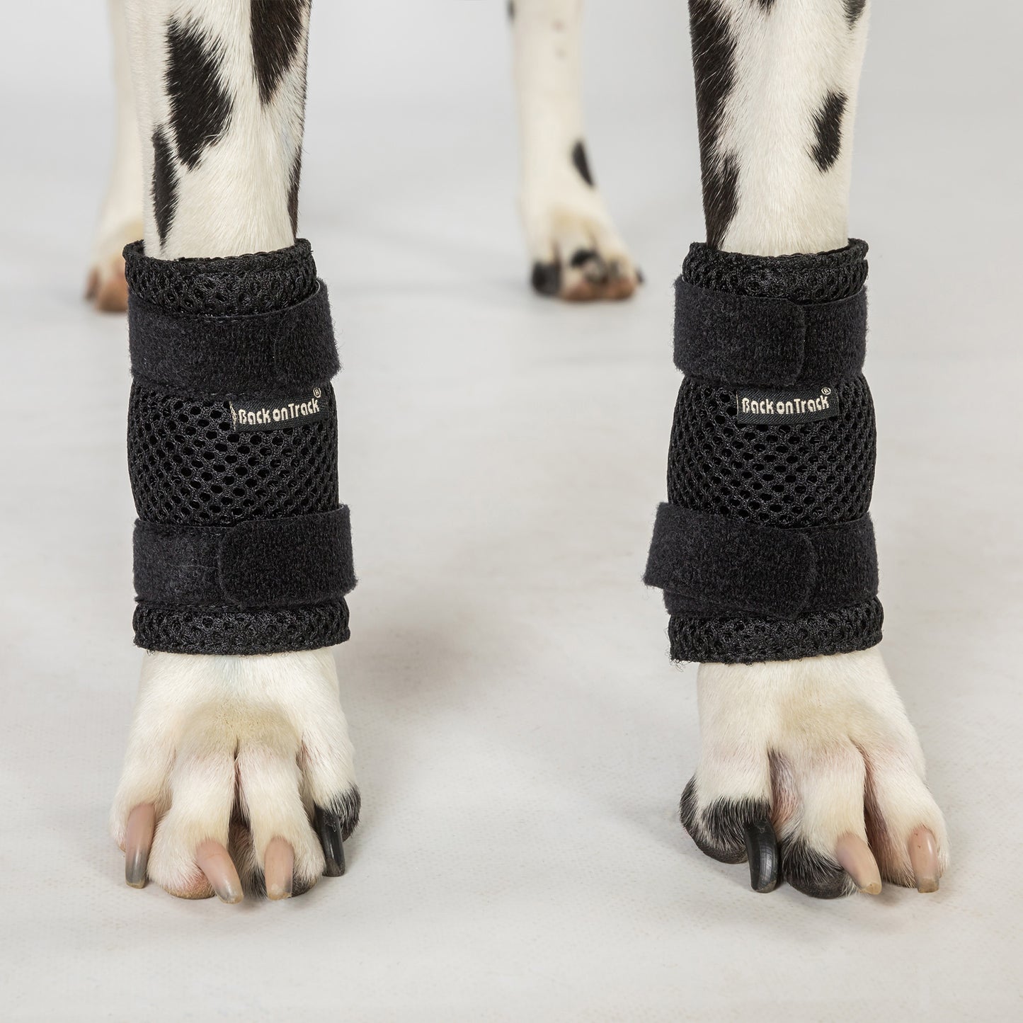 Dog Leg Brace "Milo" - Pair