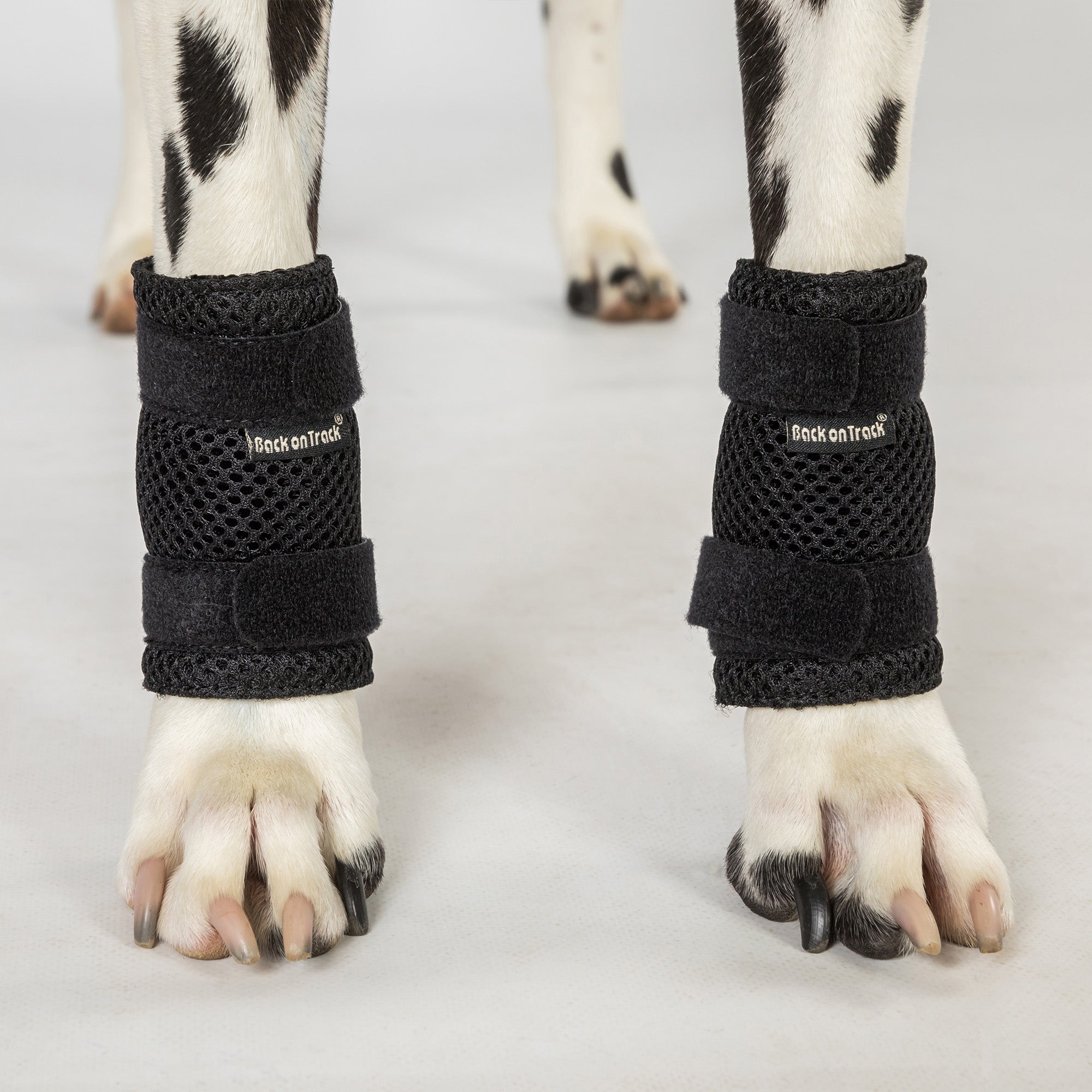 Dog Leg Brace "Milo" - Pair