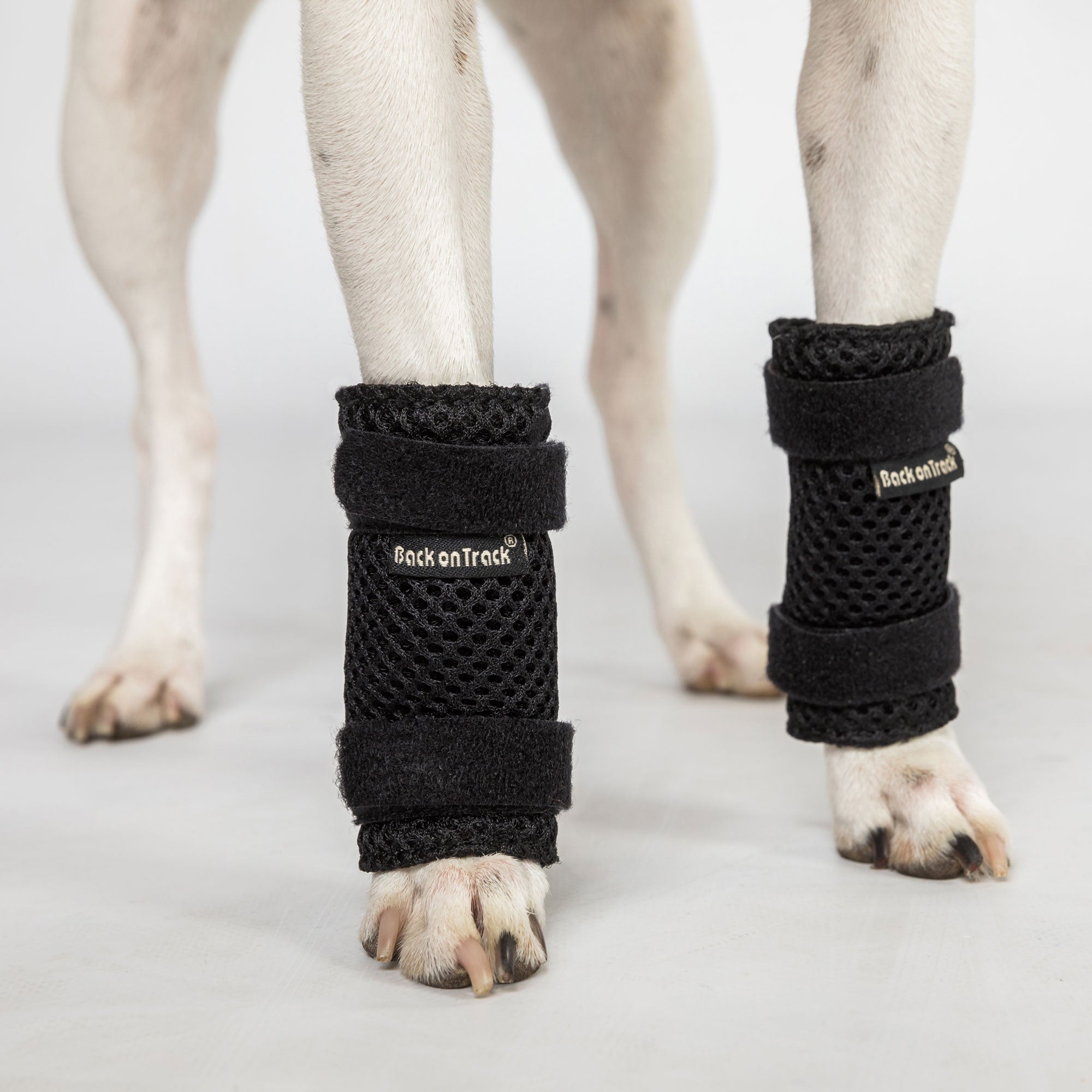 Dog Leg Brace "Milo" - Pair