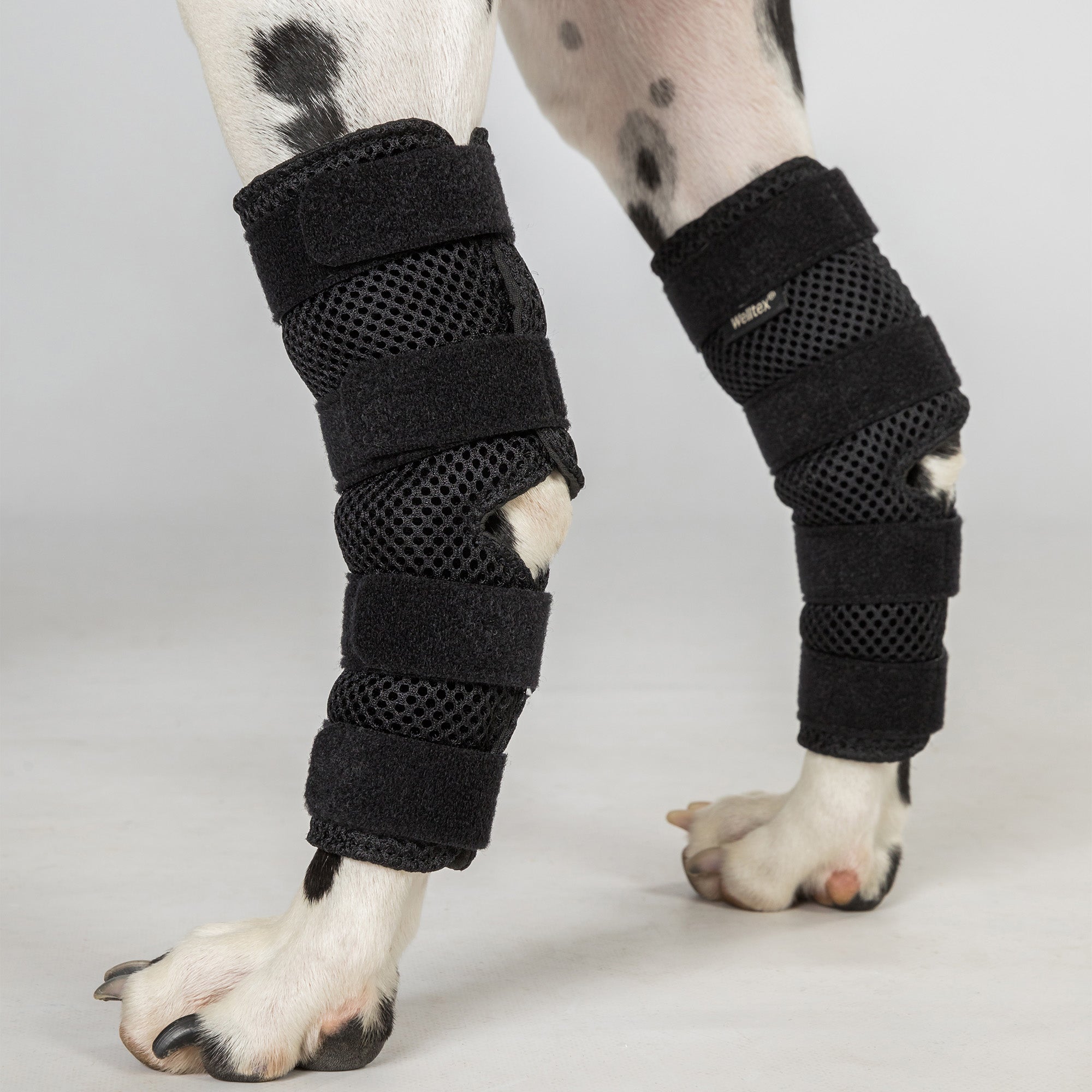 Dog Hock Brace "Dixie" - Pair