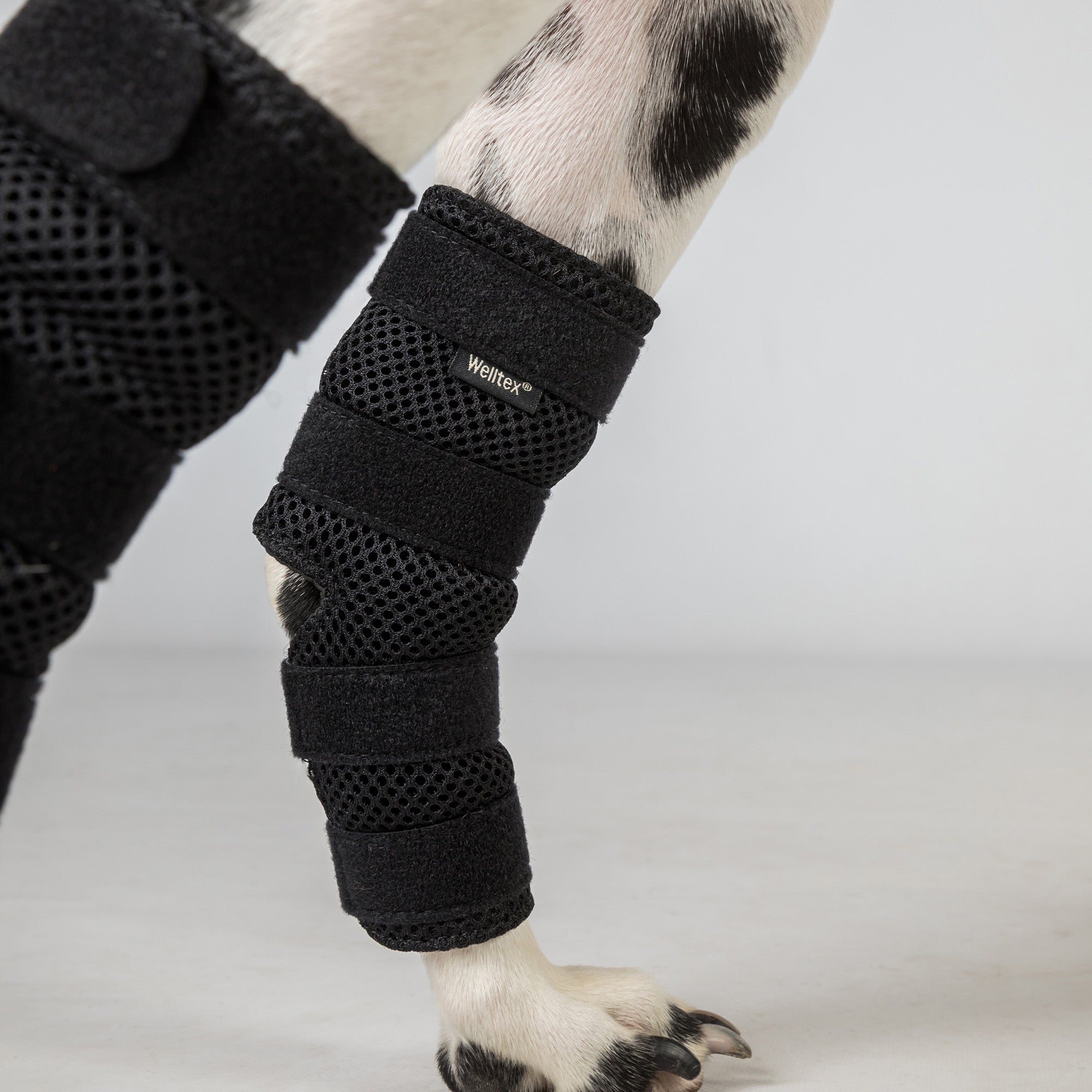 Dog Hock Brace "Dixie" - Pair