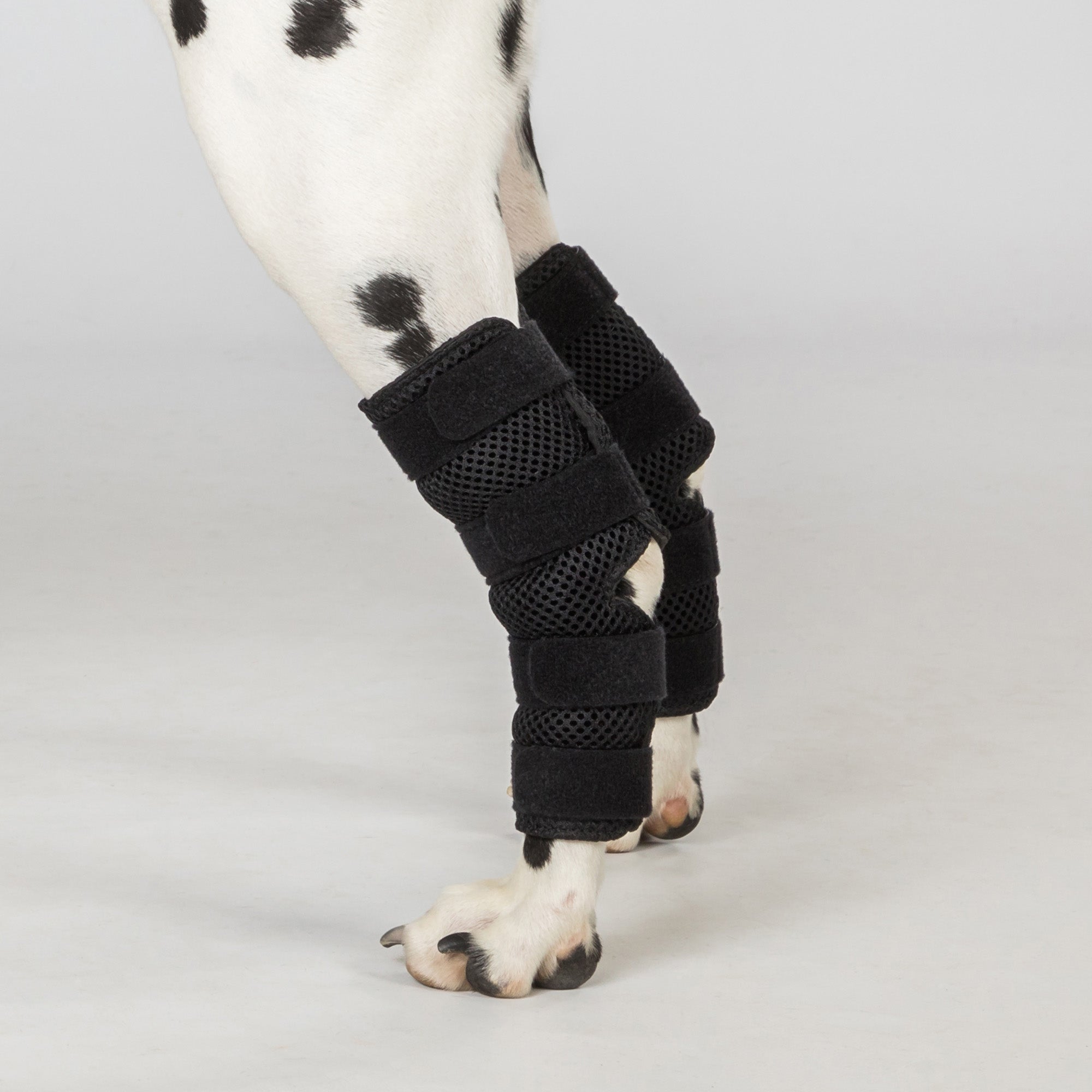 Dog Hock Brace "Dixie" - Pair
