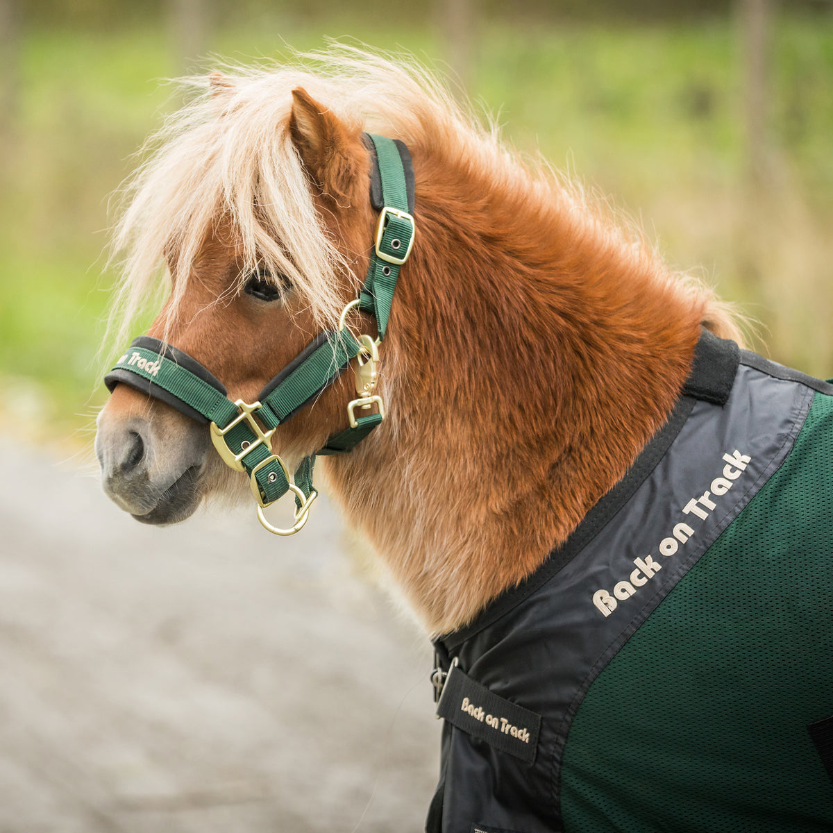 Pony wearing Royal Pony Mesh Rug Deluxe | single:75 cm