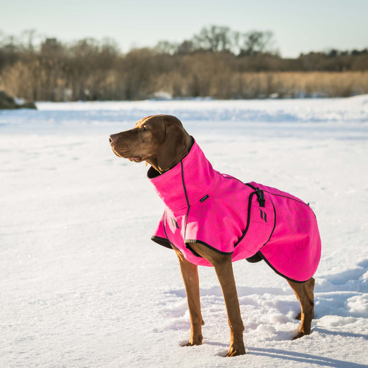 BARK Softshell Dog Coat, High set tail
