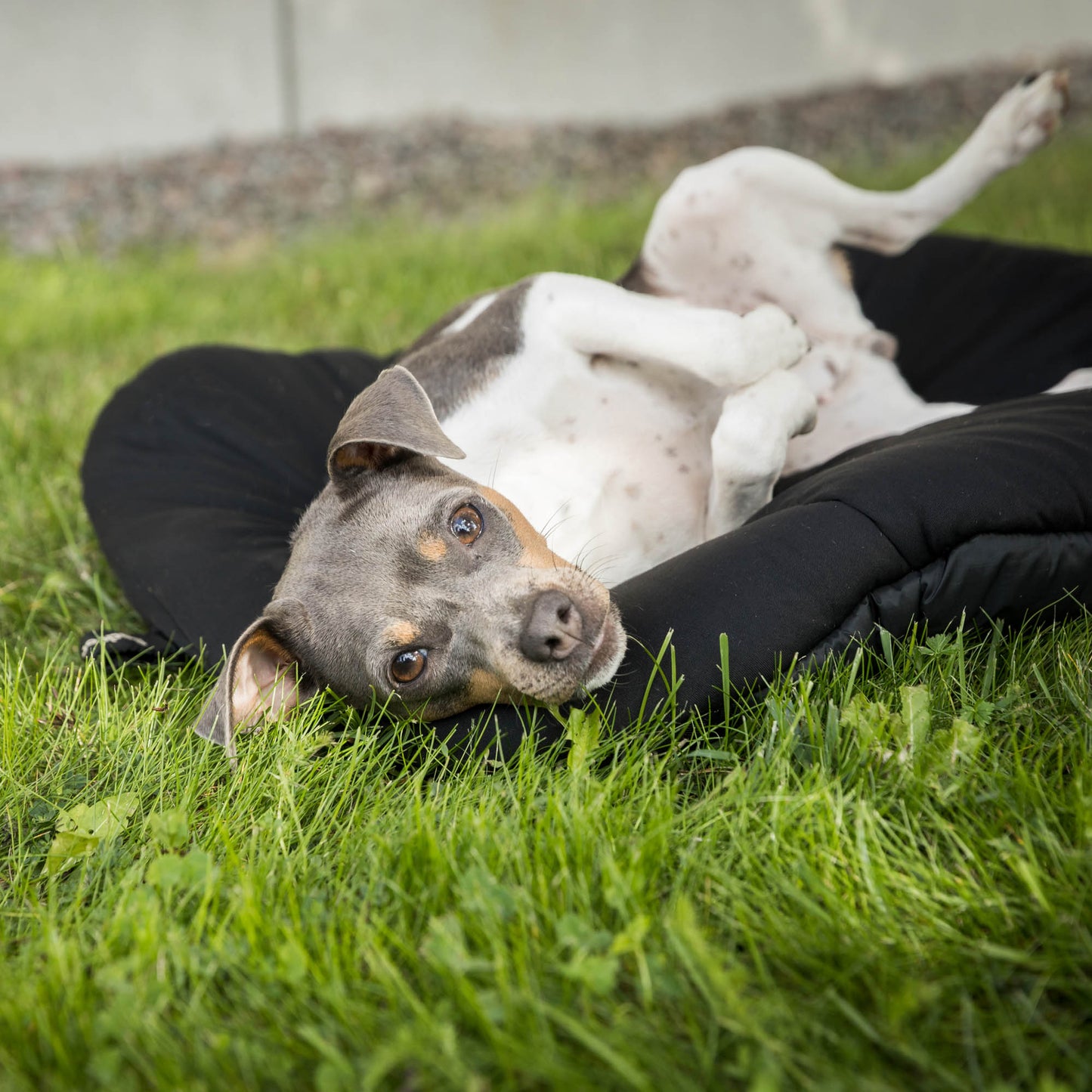 Dog Matress Oval