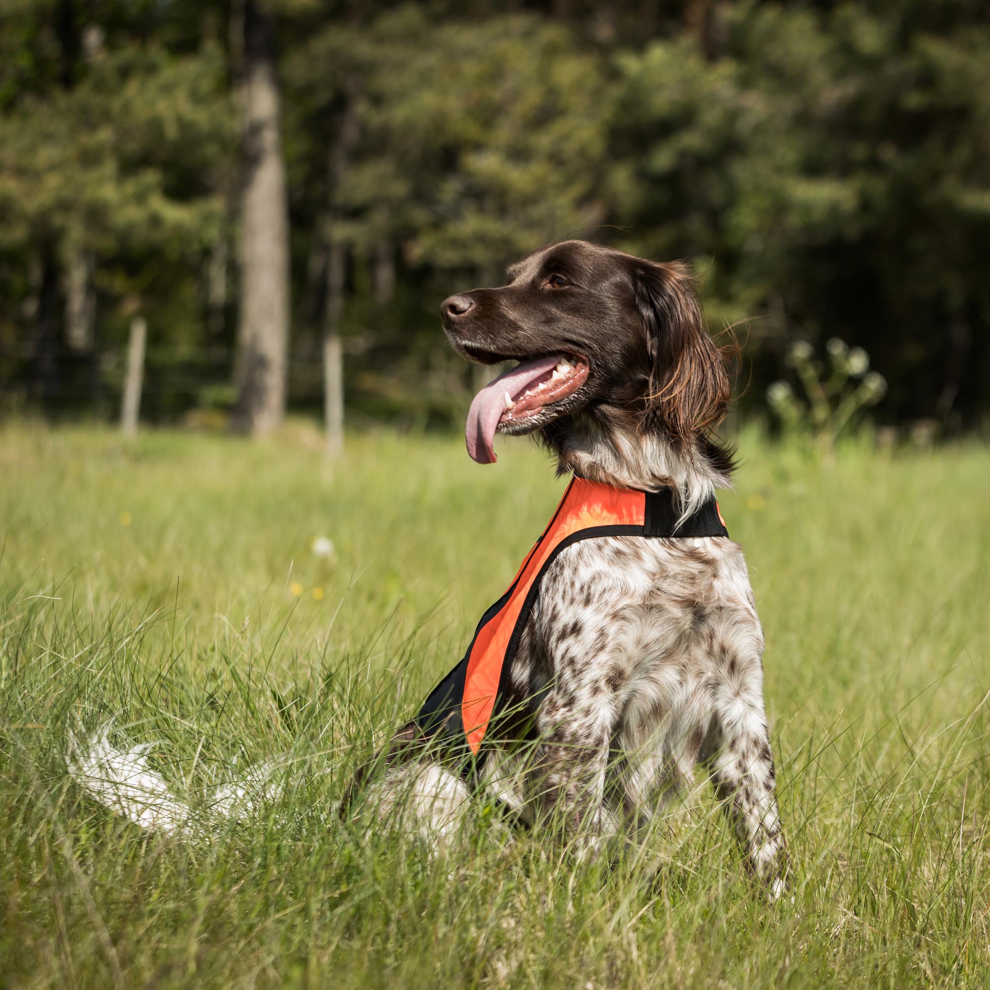POINT Visibility Dog Vest