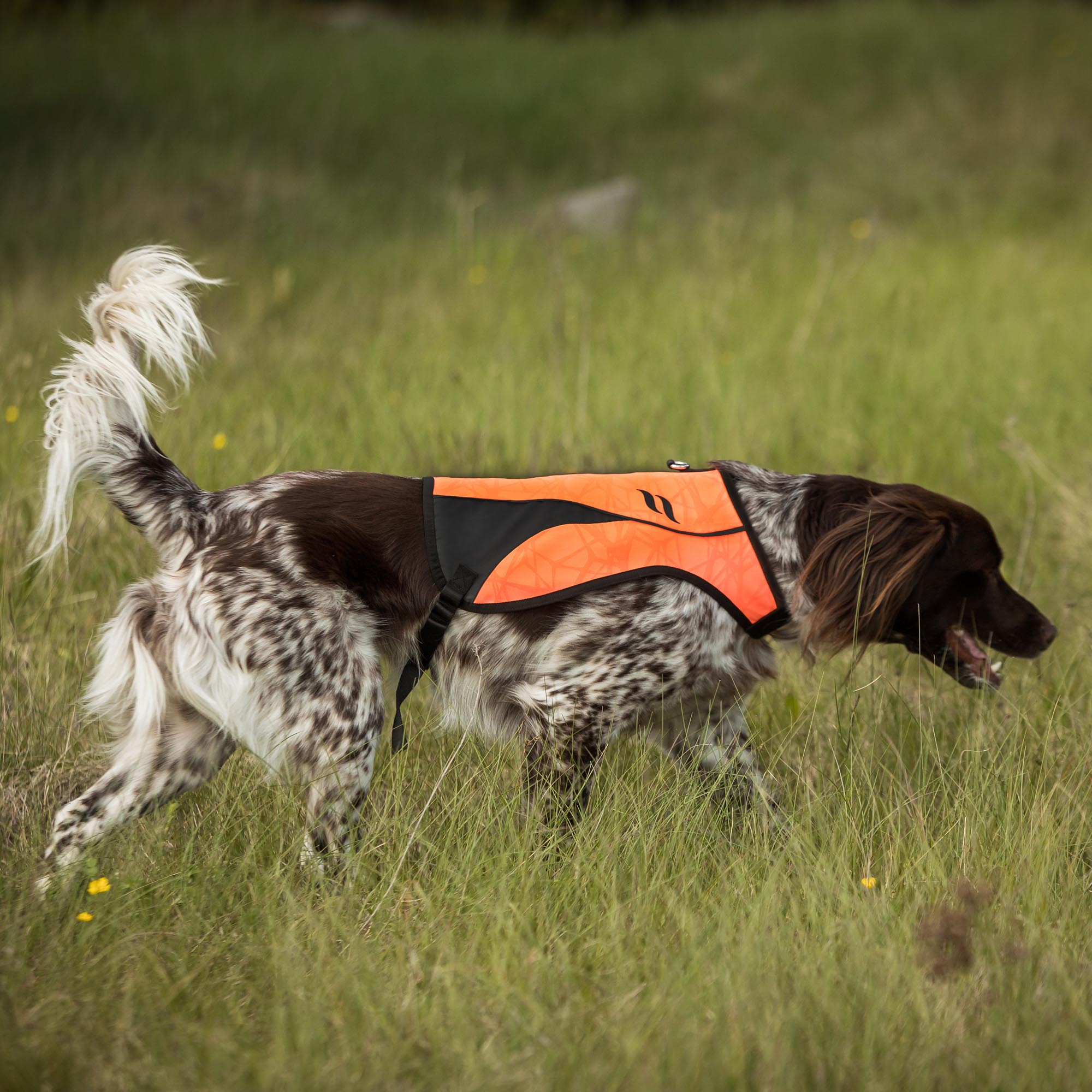 POINT Visibility Dog Vest