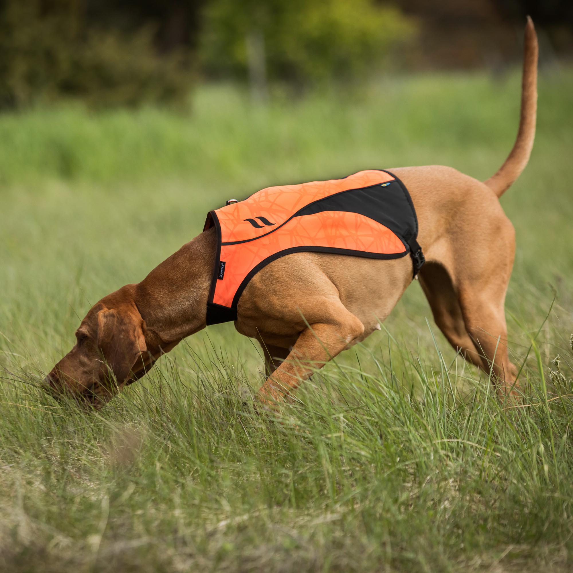 POINT Visibility Dog Vest