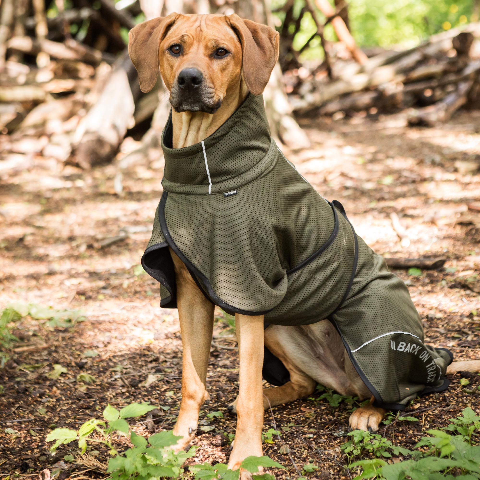 BAY Mesh dog coat - Low set tail