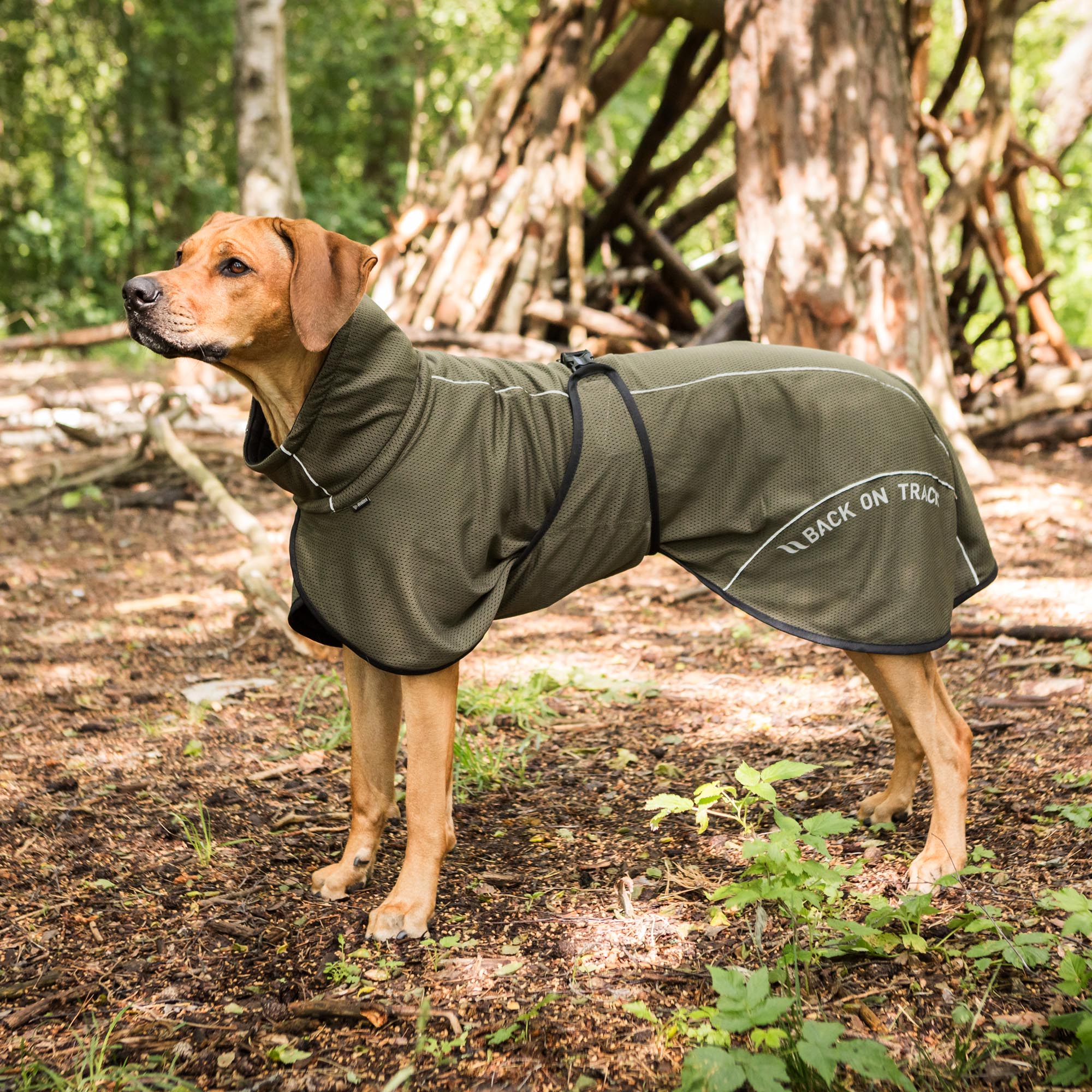 BAY Mesh dog coat - Low set tail