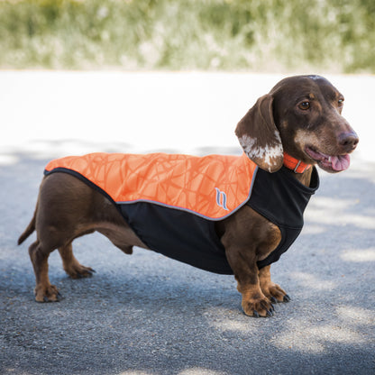 "Eddie" Petite Dog Jumper