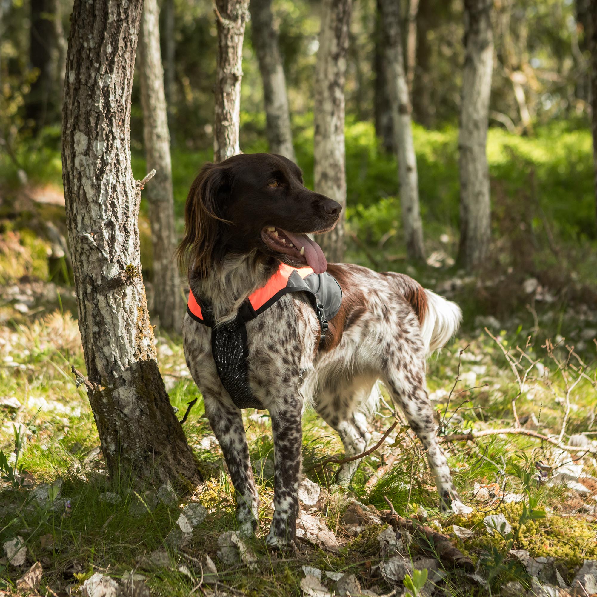 TRAKK Visibility Dog Chest Guard