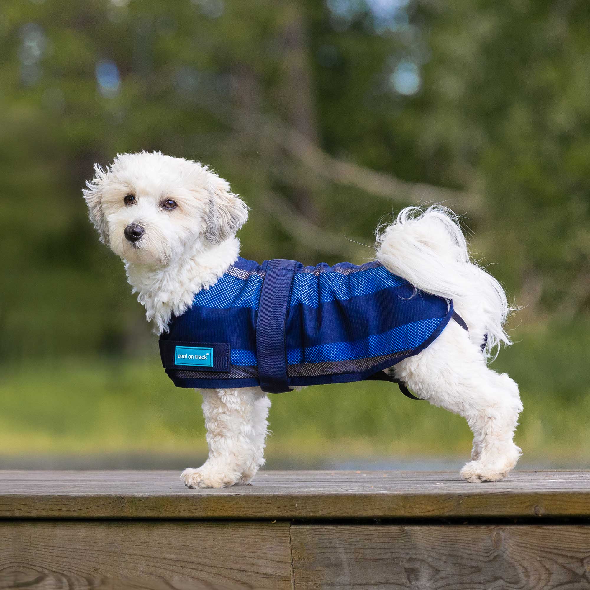 Cool on Track Dog Coat 2.0