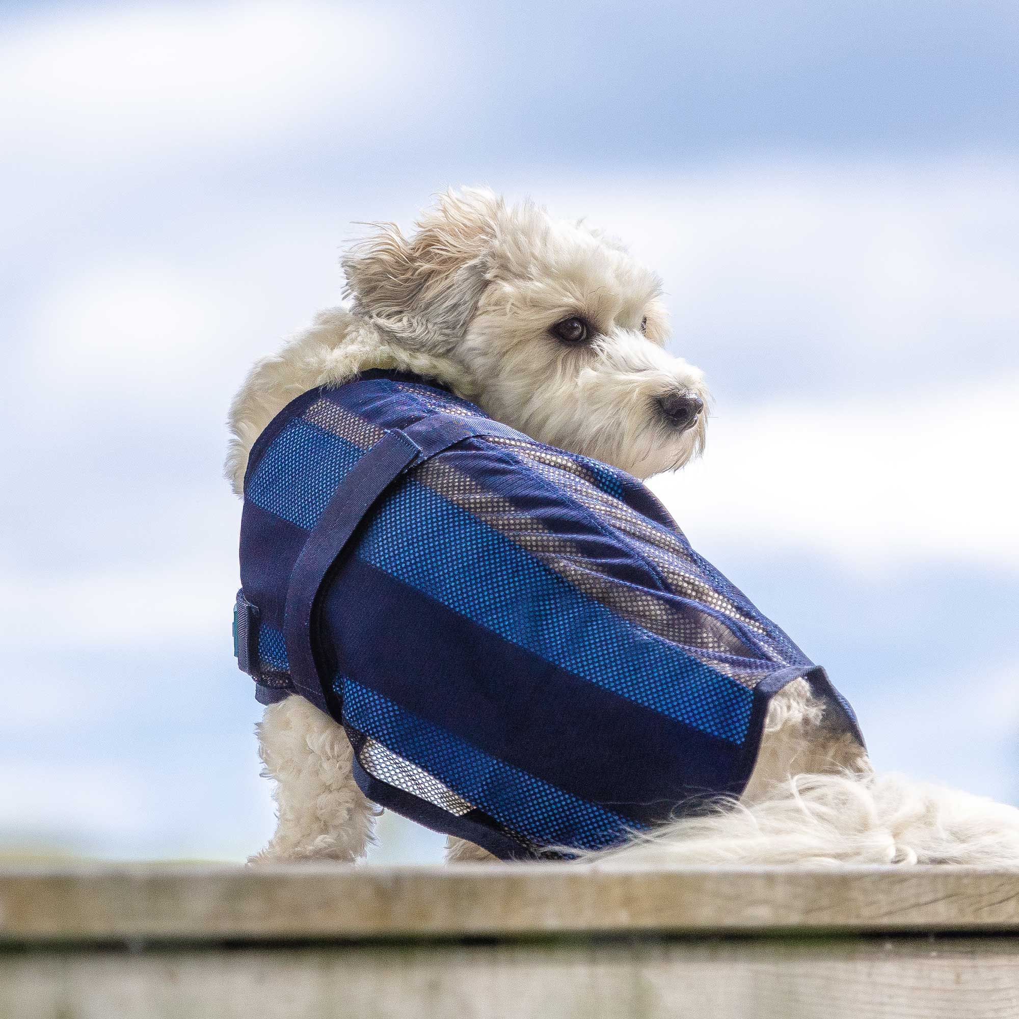 Cool on Track Dog Coat 2.0