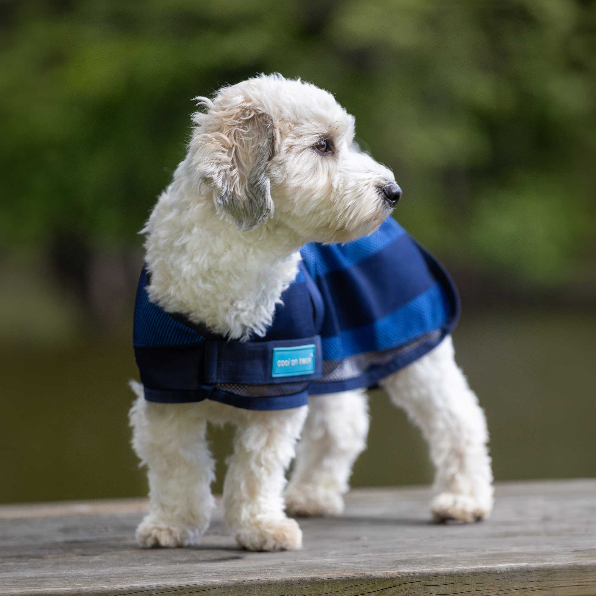 Cool on Track Dog Coat 2.0