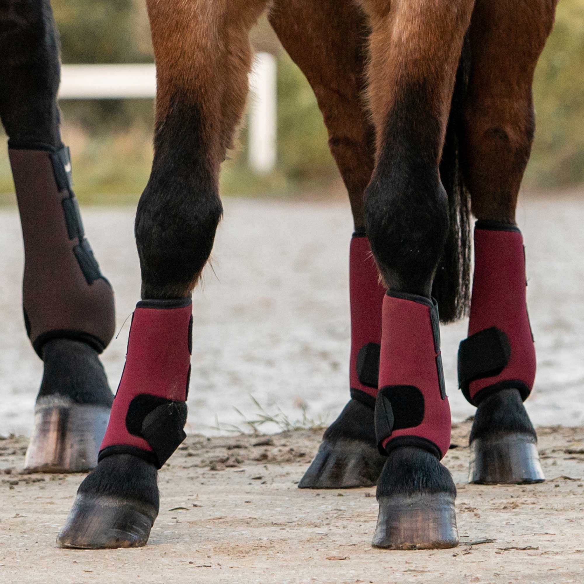 "Opal" Exercise Boots, Front Legs