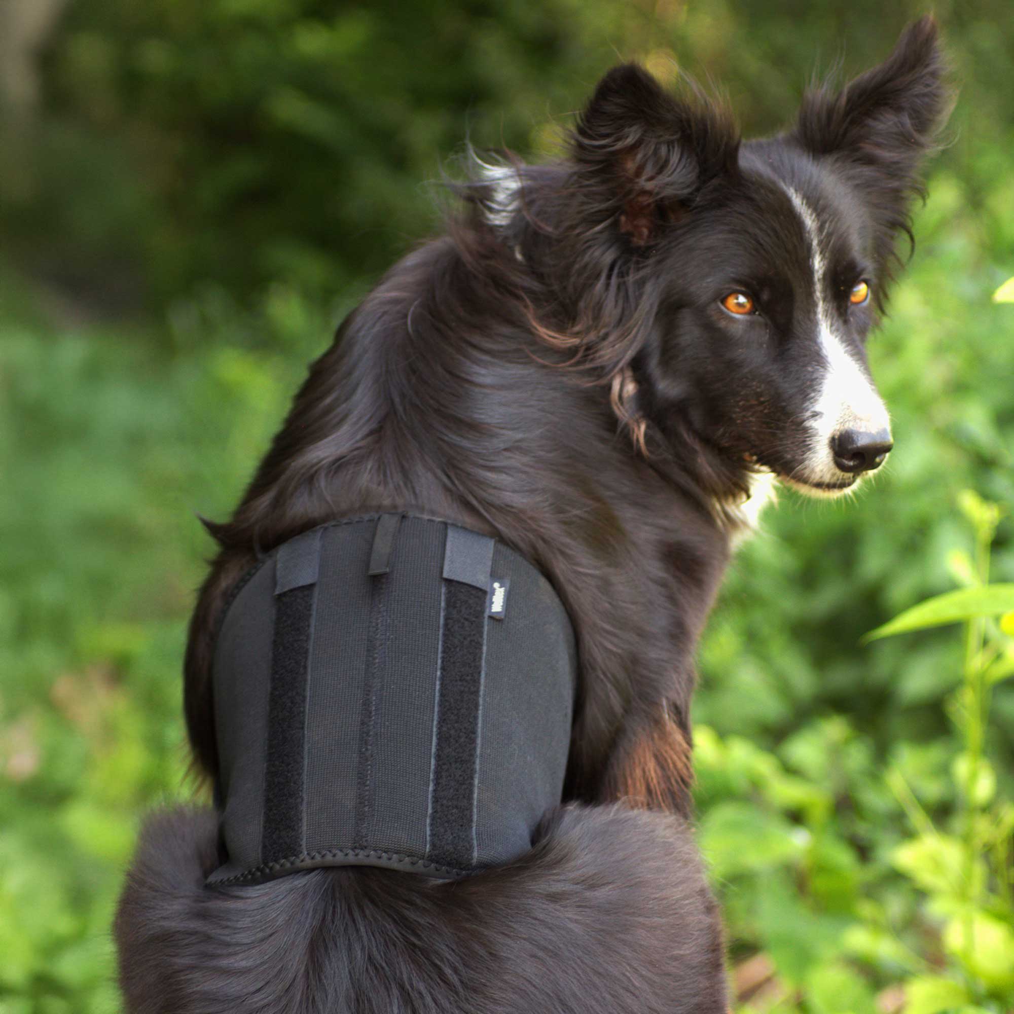 Dog Back Brace