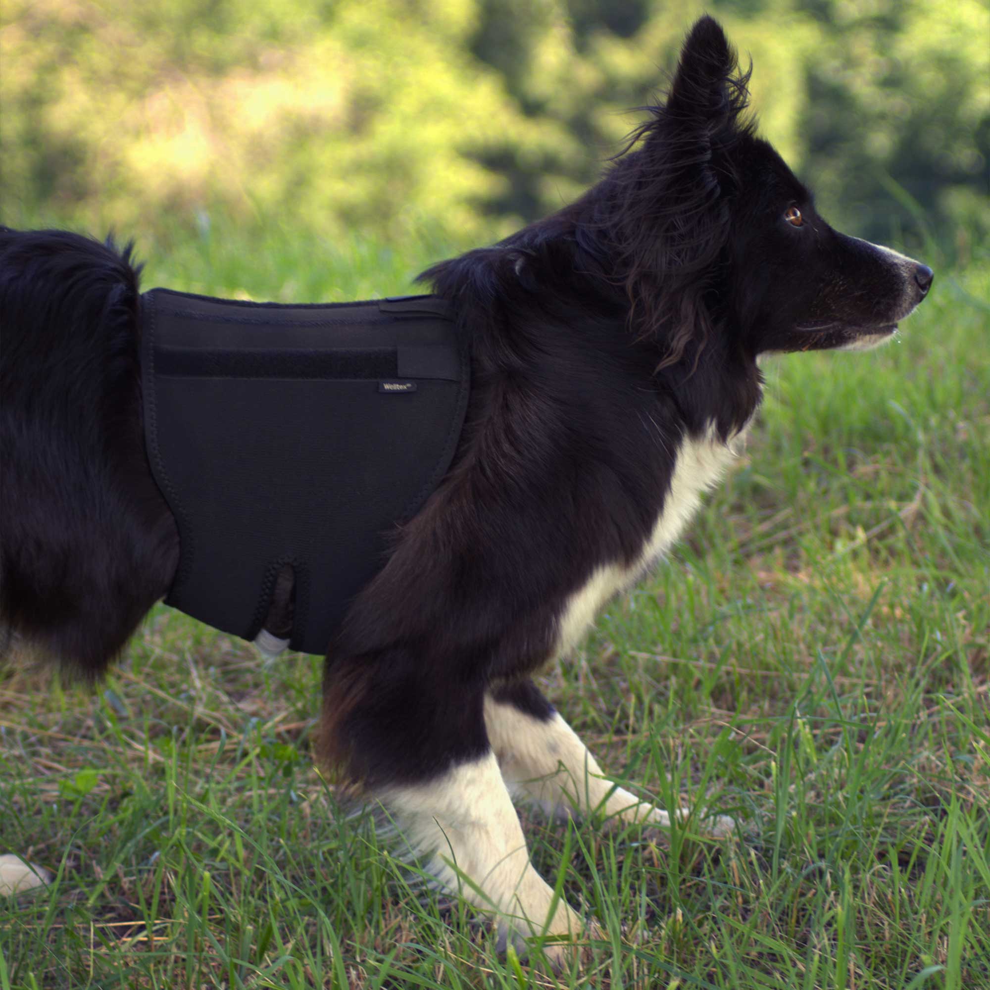 Dog Back Brace