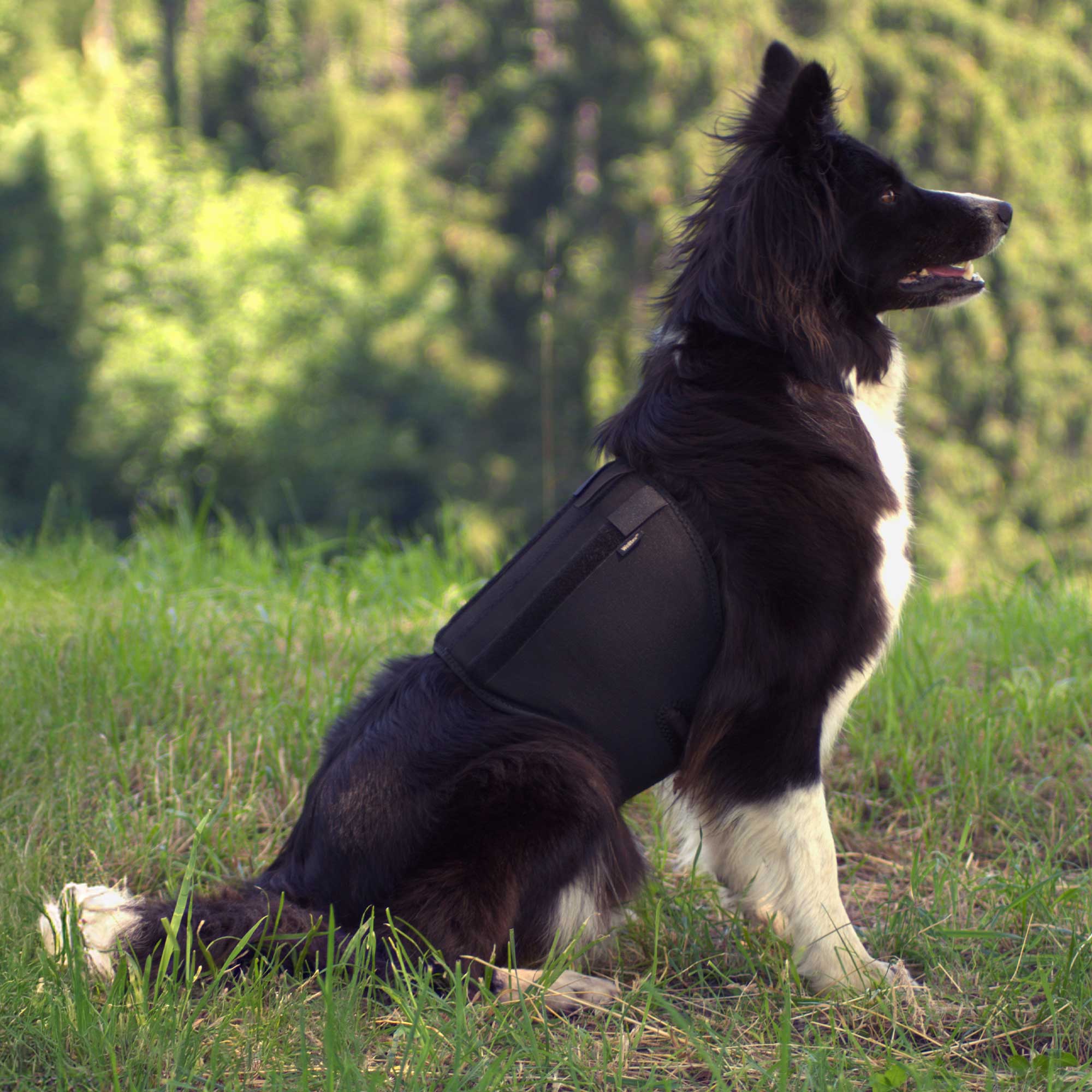Dog Back Brace