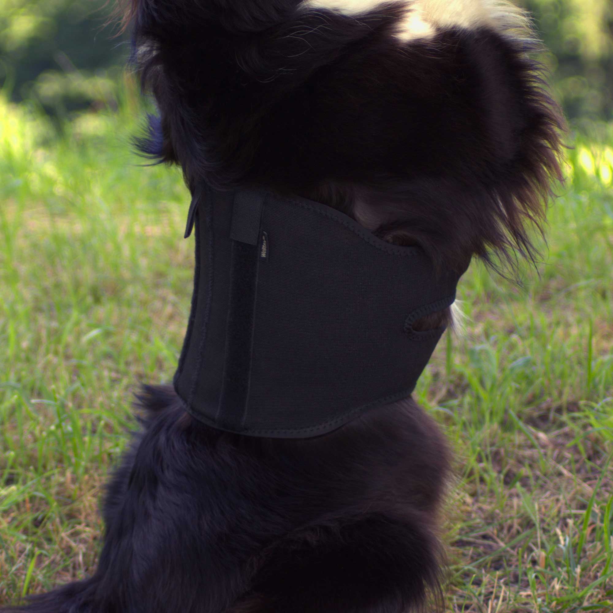 Dog Back Brace