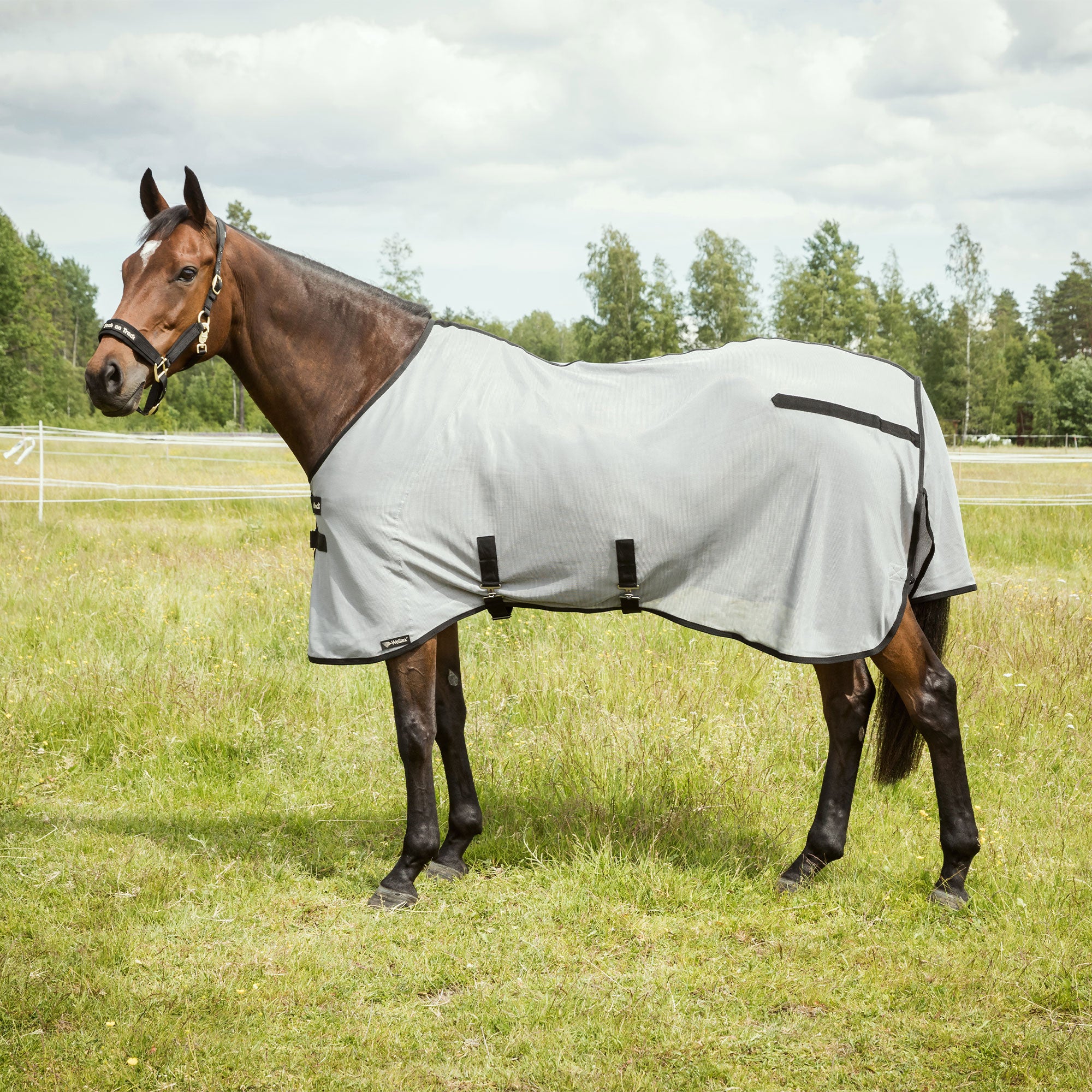 "Buzter" Fly Rug