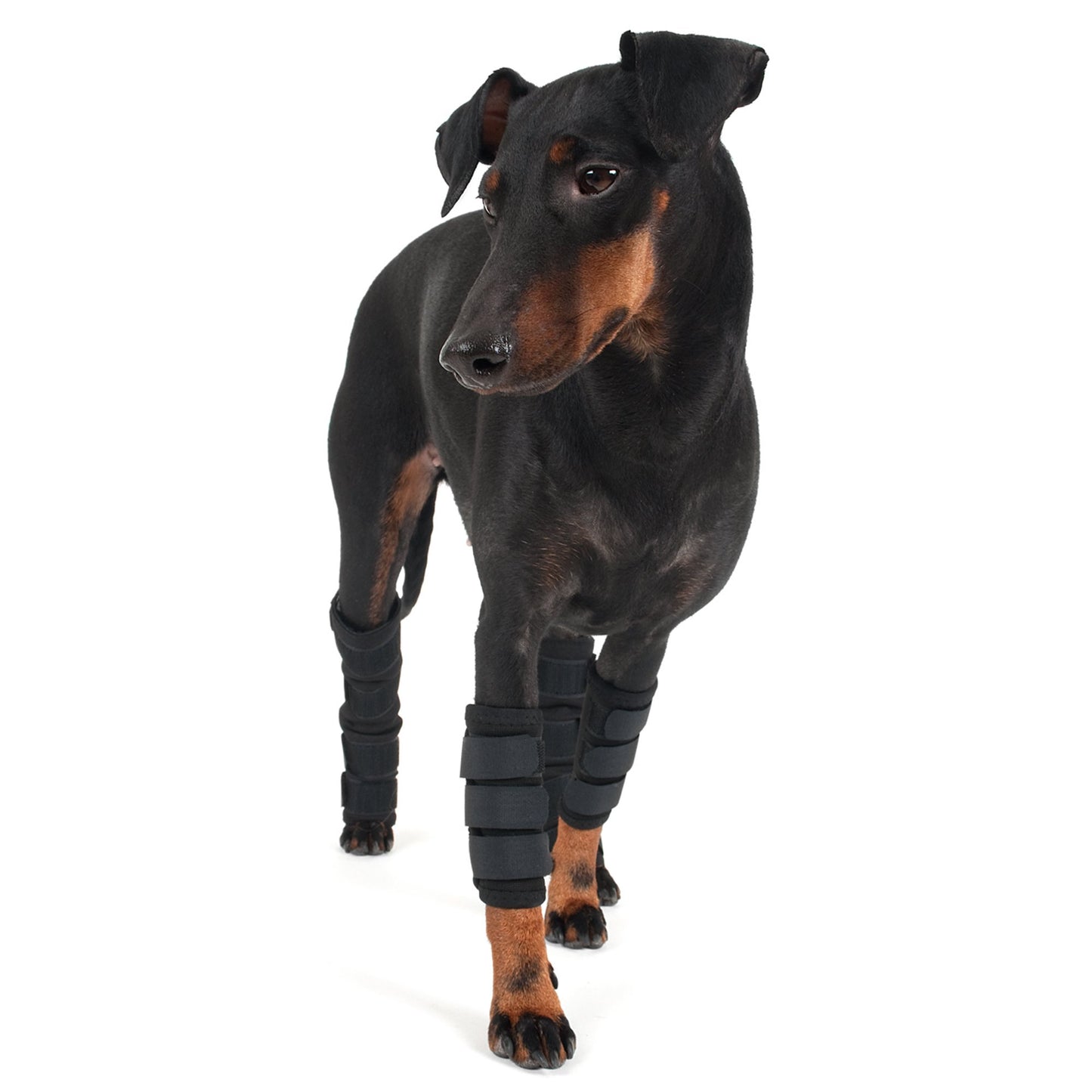 Hundbenskydd - Back on Track Sverige (5300242808987)