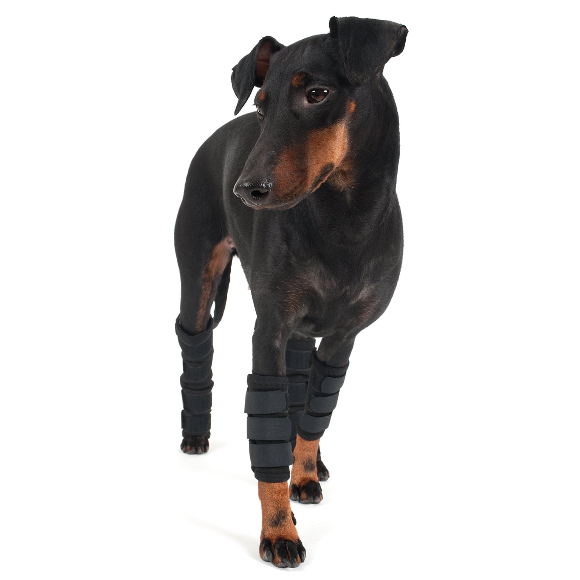 Hundbenskydd - Back on Track Sverige (5300242808987)