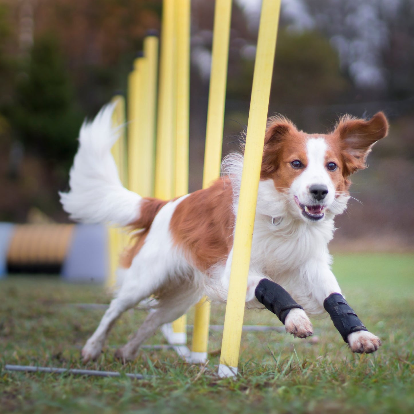 Hundbenskydd - Back on Track Sverige (5300242808987)