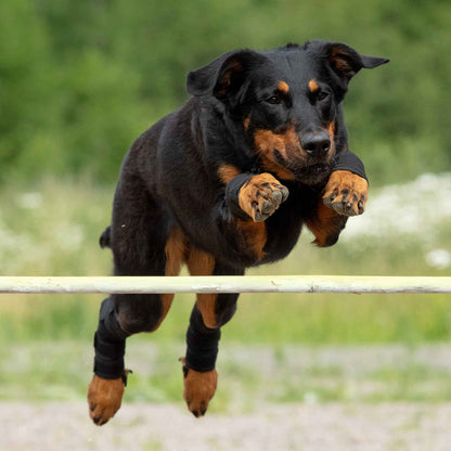 Dog Hock Brace