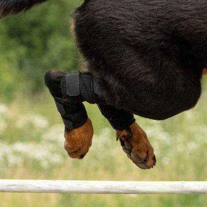 Dog Hock Brace