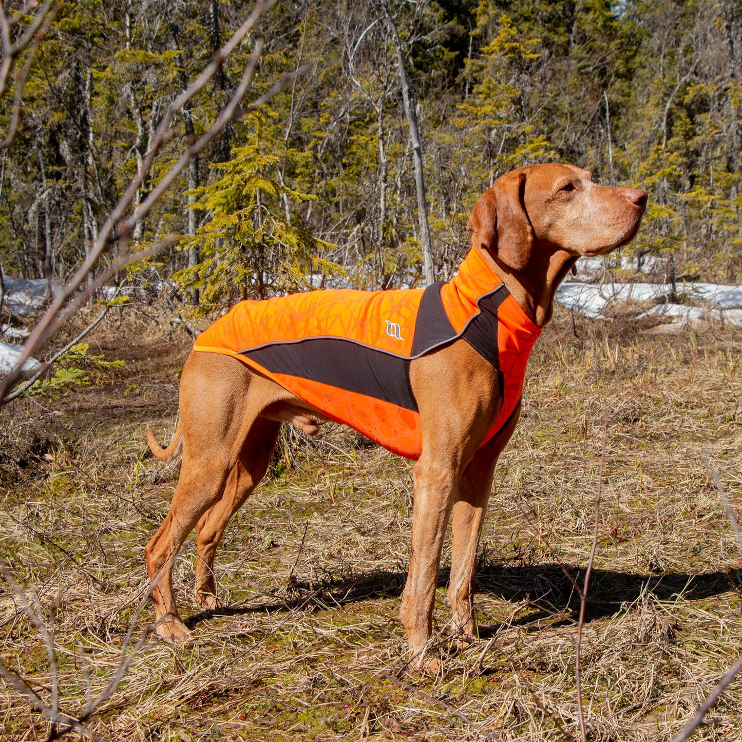 "Eddie" Dog Jumper