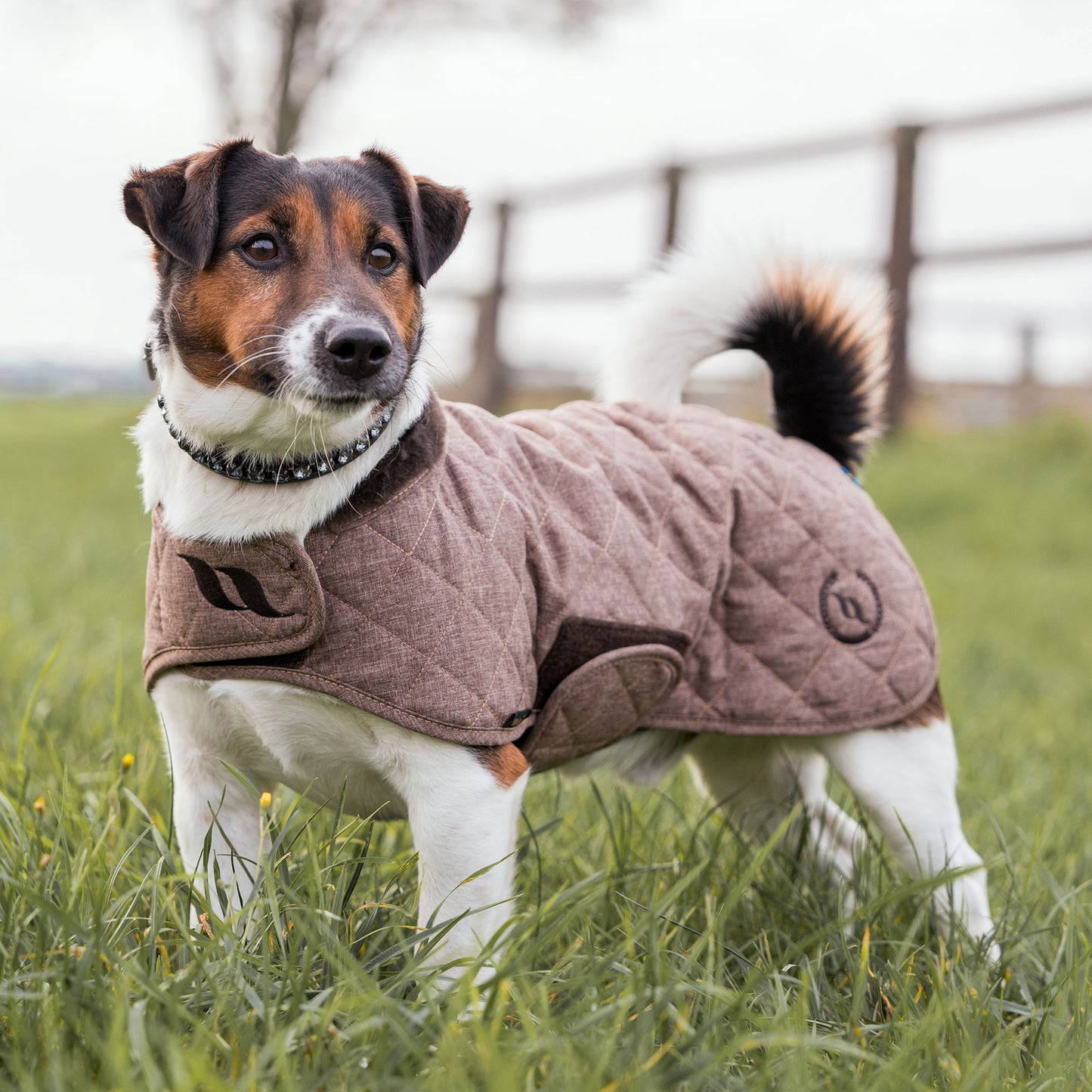 Haze Collection Dog Coat