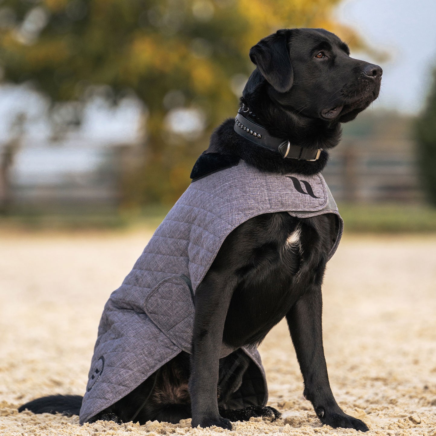 Haze Collection Dog Coat