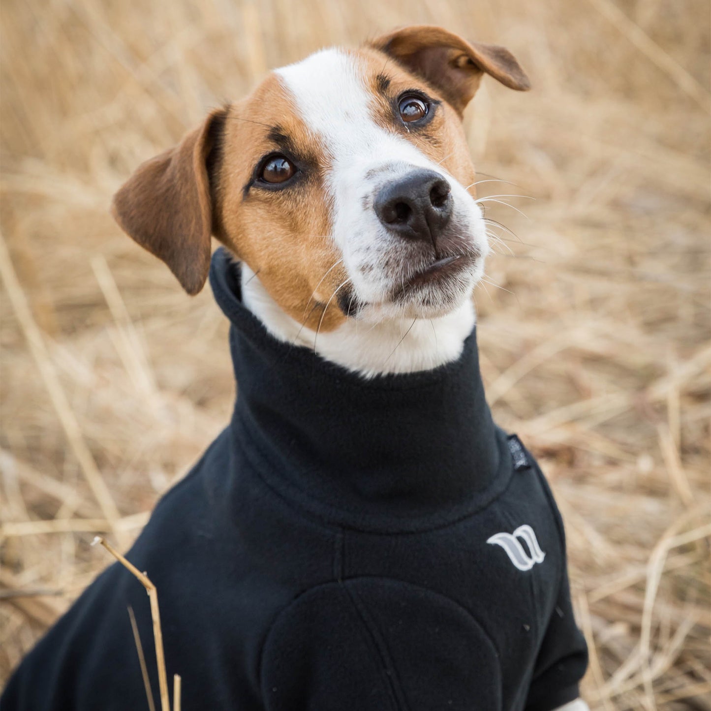 Cassie Dog Jumper