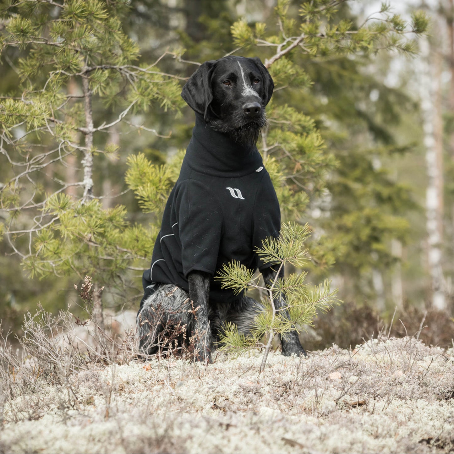Cassie Dog Jumper